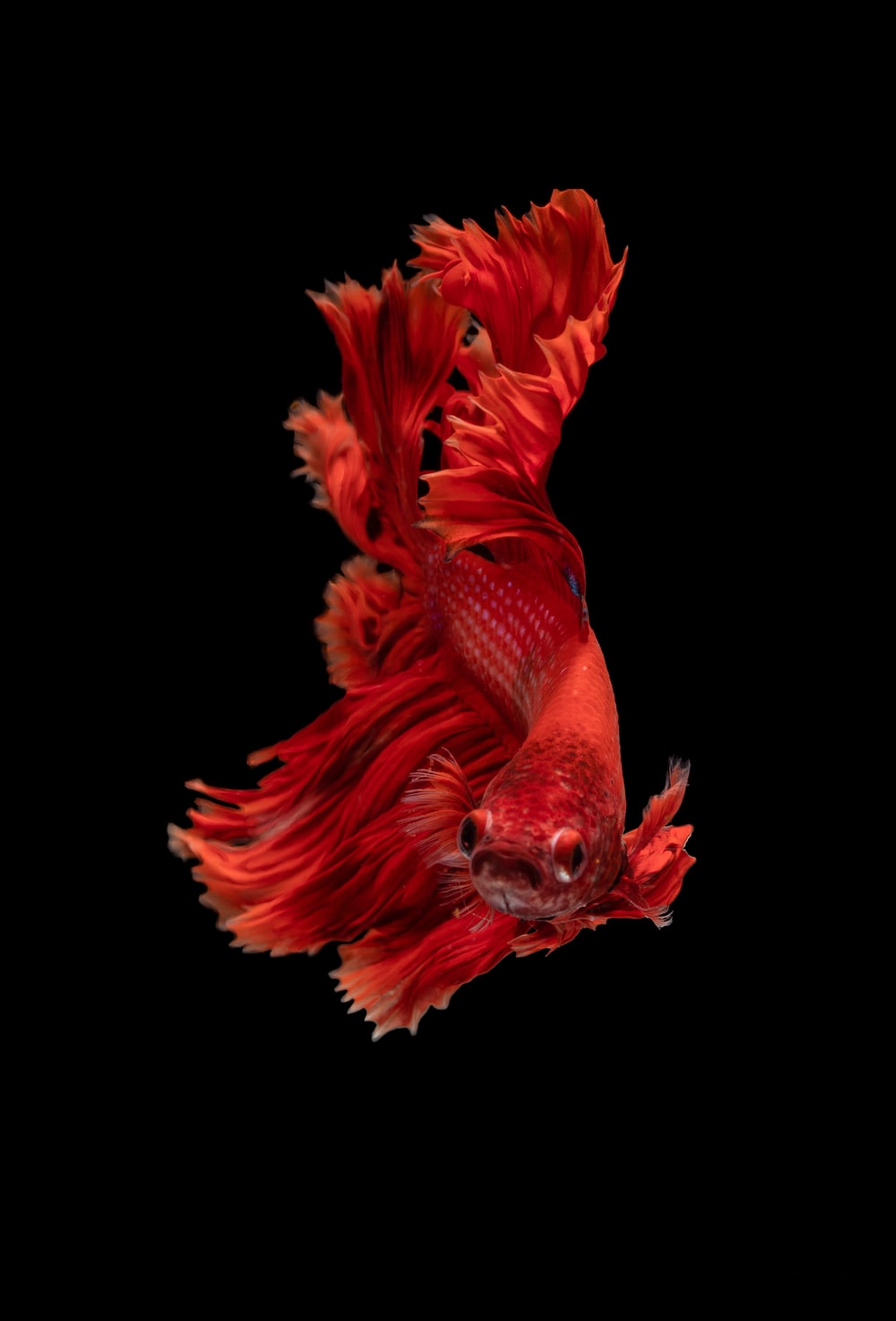 Cool Fish Wallpapers