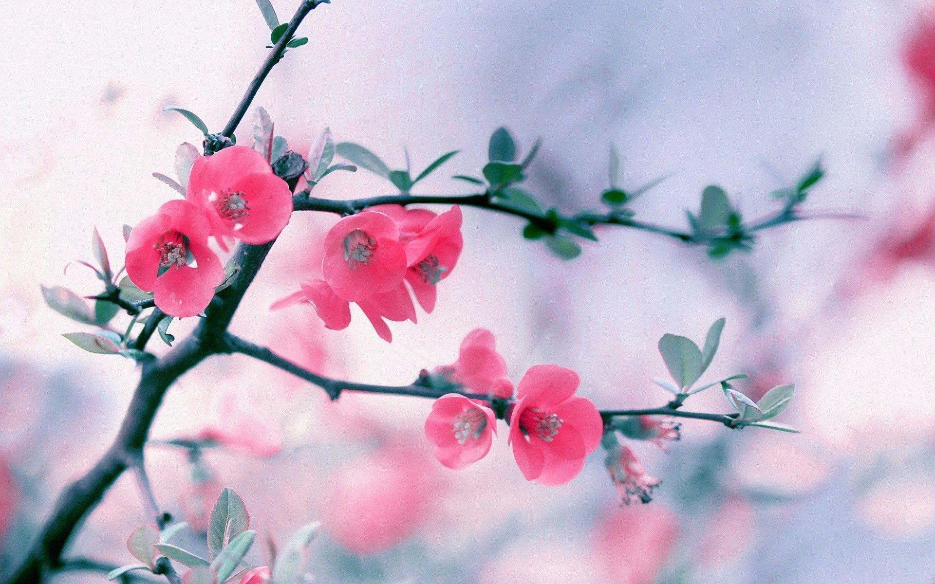 Cool Flower Wallpapers Wallpapers