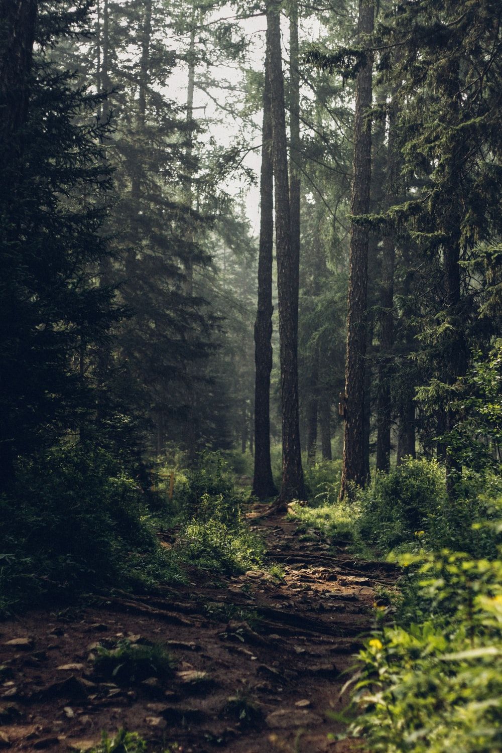 Cool Forest Wallpapers