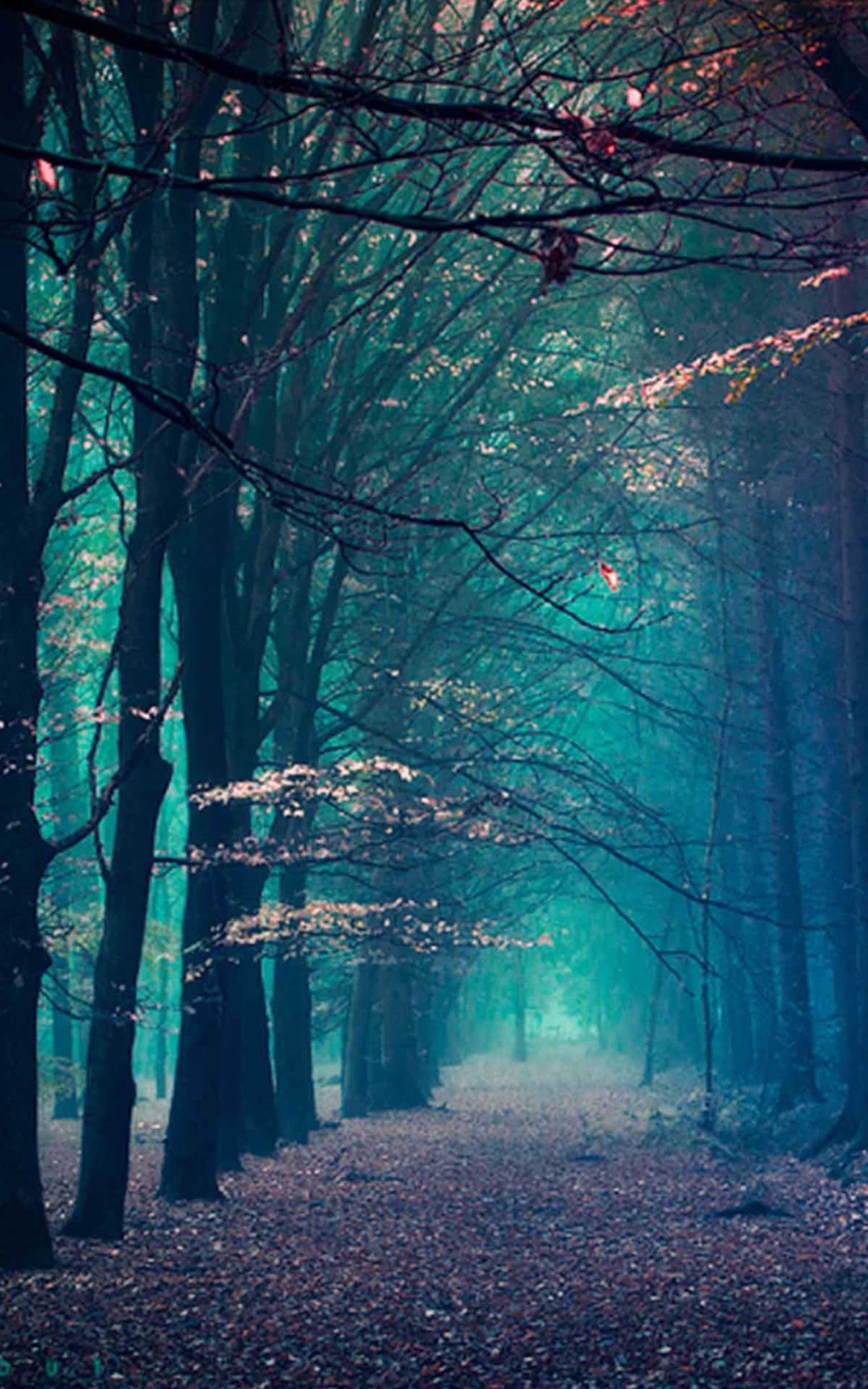 Cool Forest Wallpapers