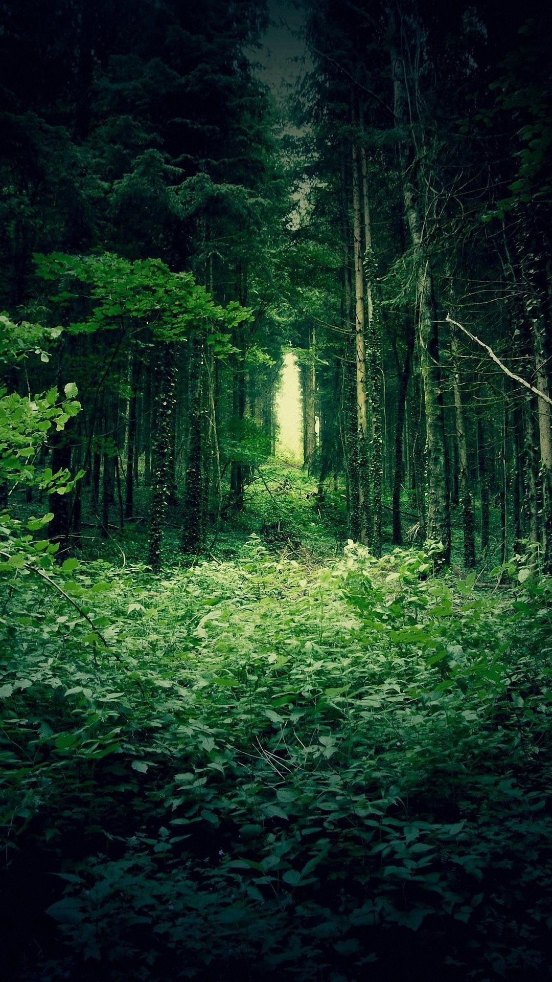 Cool Forest Wallpapers