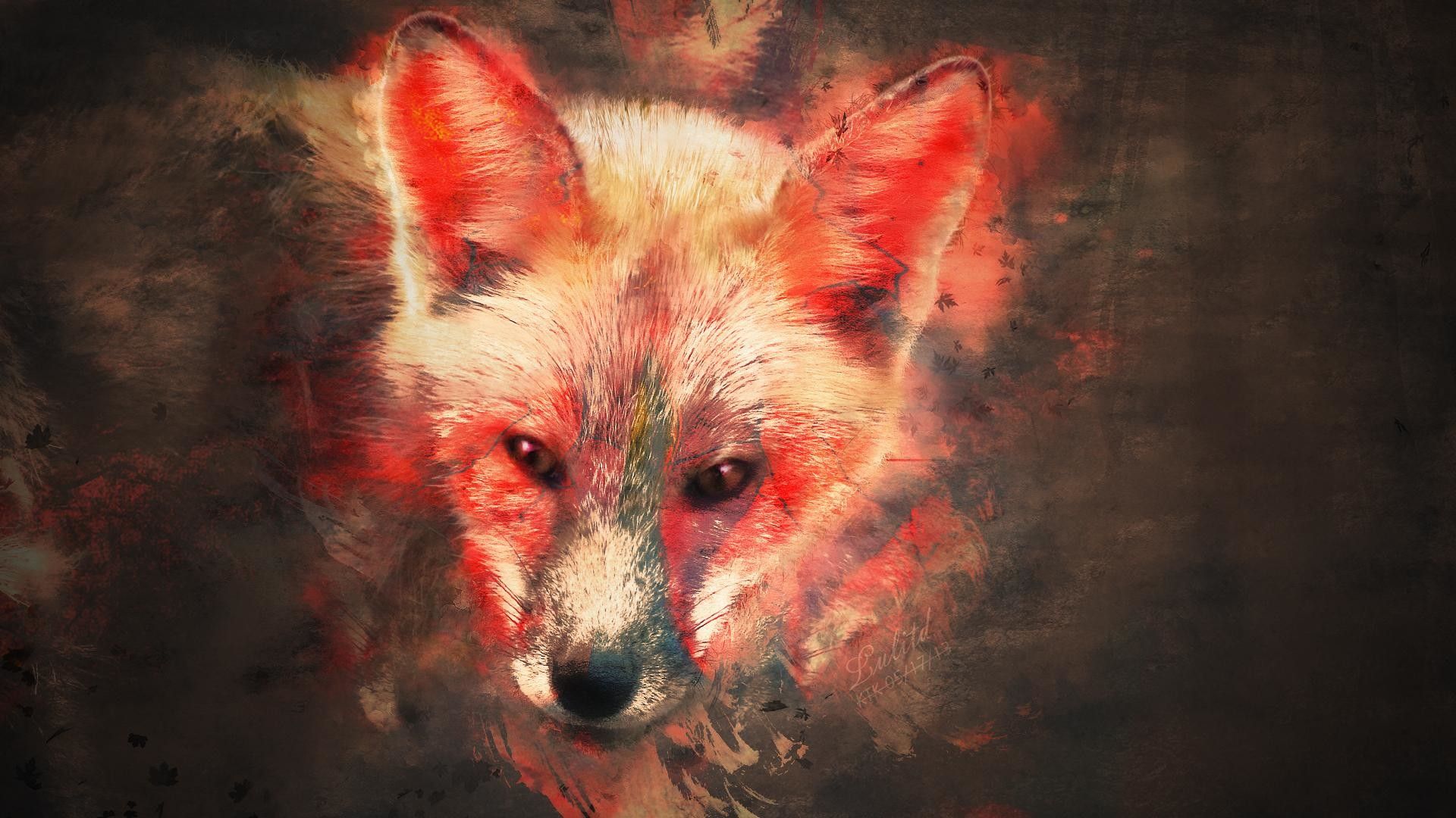 Cool Fox Wallpaper Wallpapers