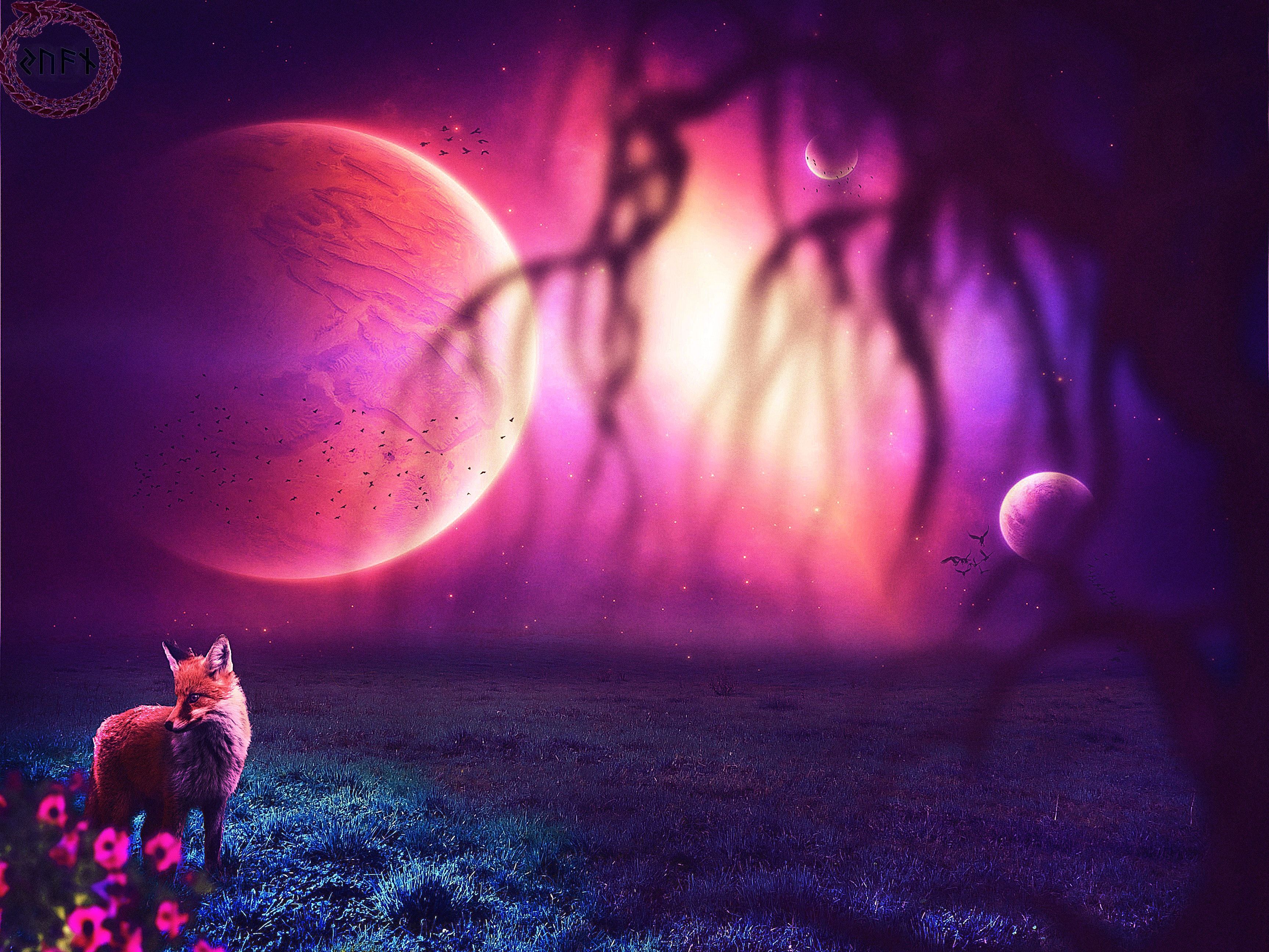 Cool Fox Wallpaper Wallpapers