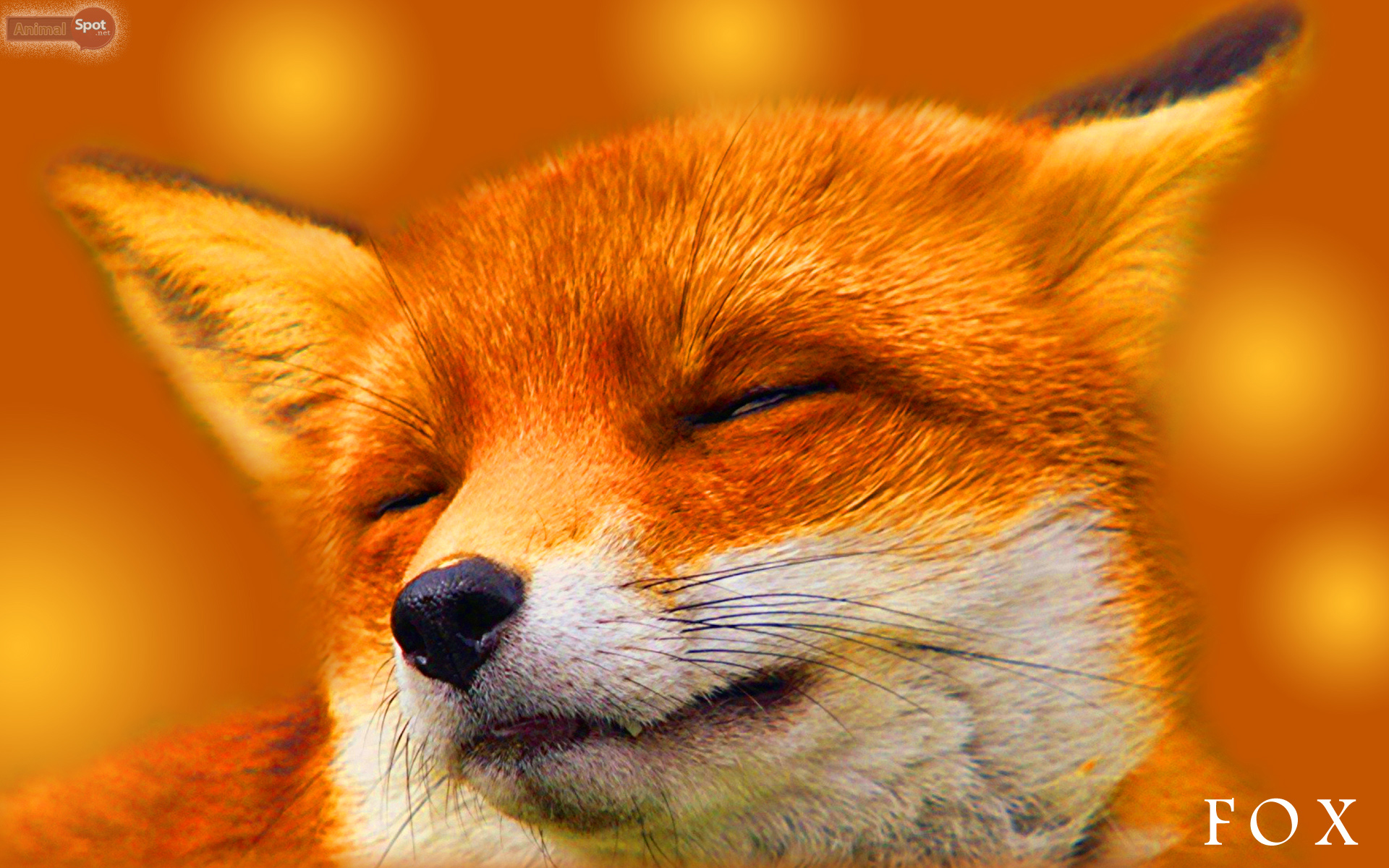 Cool Fox Wallpaper Wallpapers