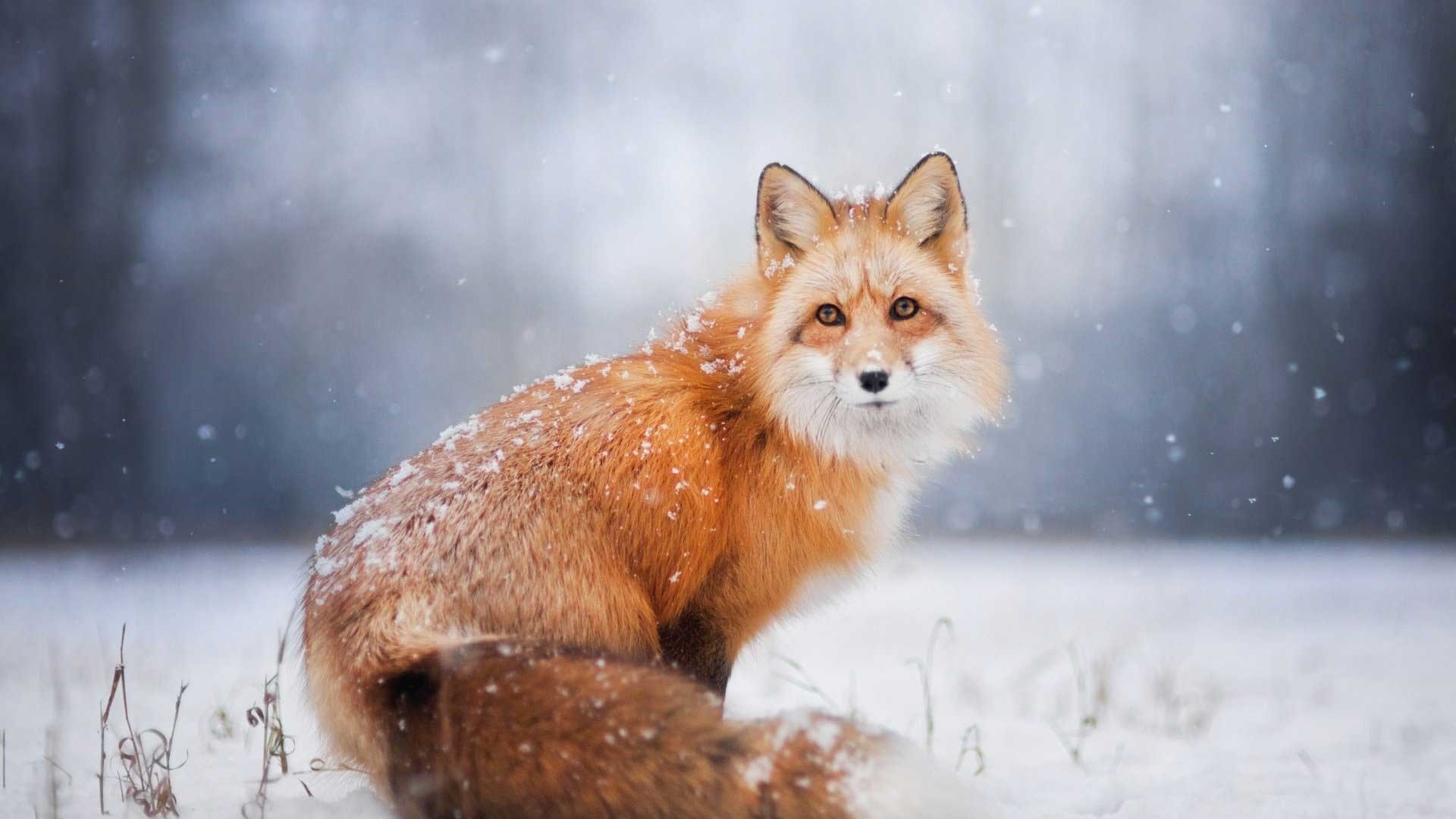 Cool Fox Wallpaper Wallpapers