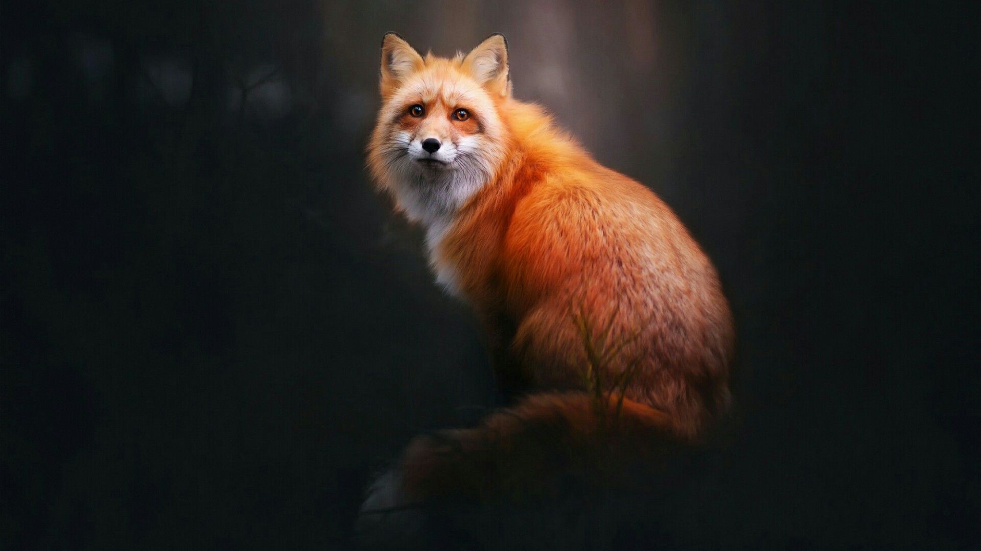 Cool Fox Wallpaper Wallpapers