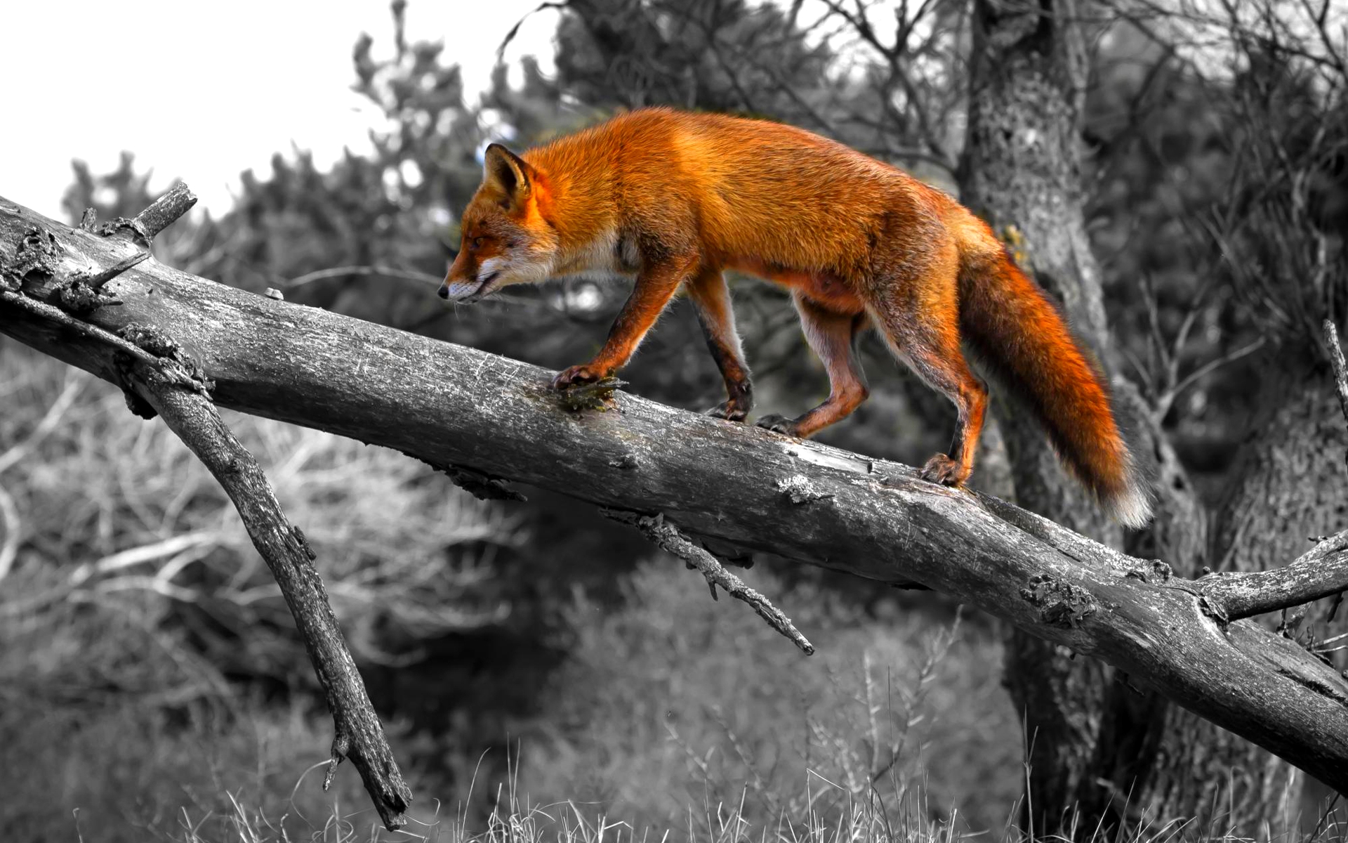 Cool Fox Wallpapers