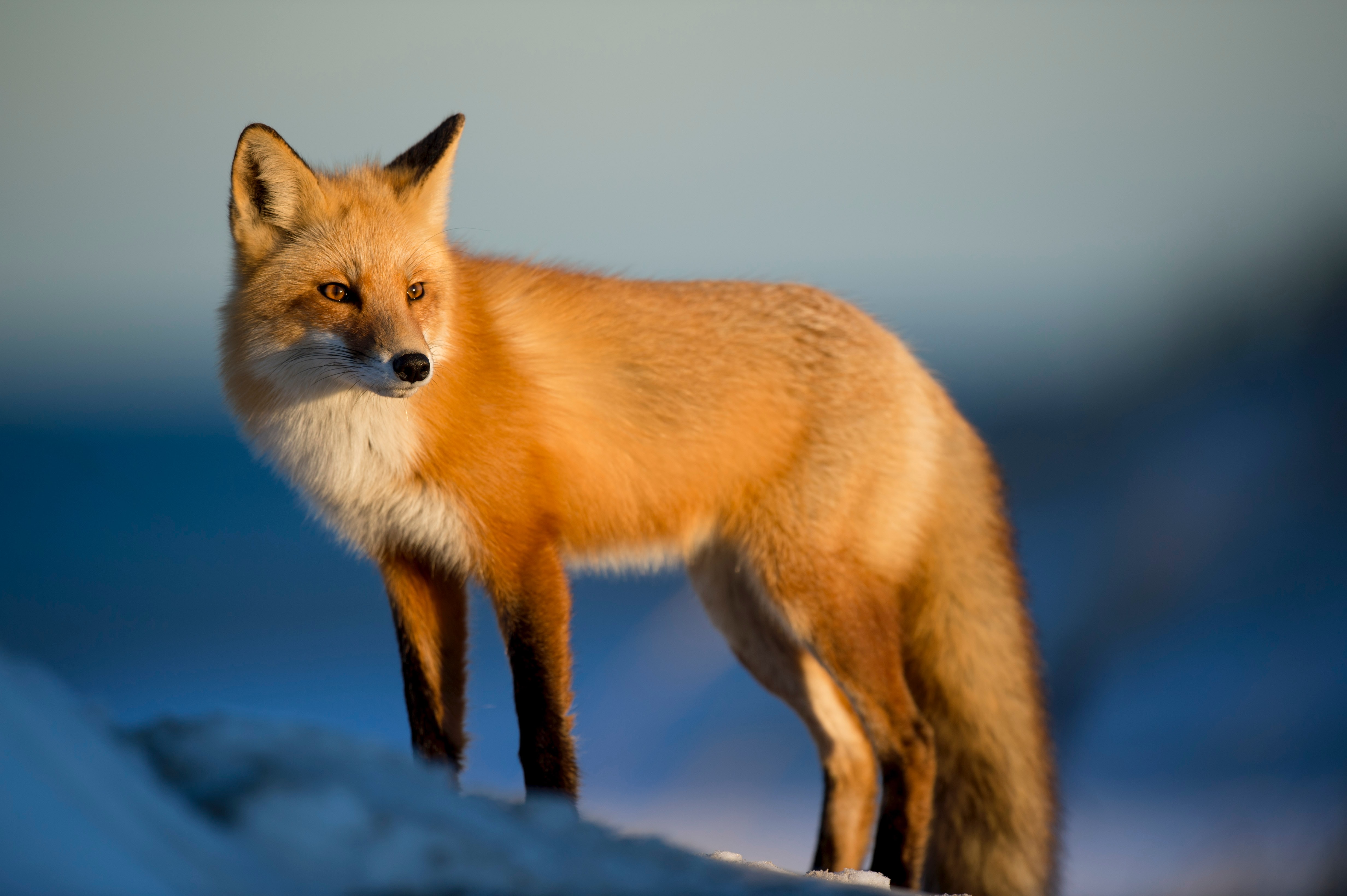 Cool Fox Wallpapers