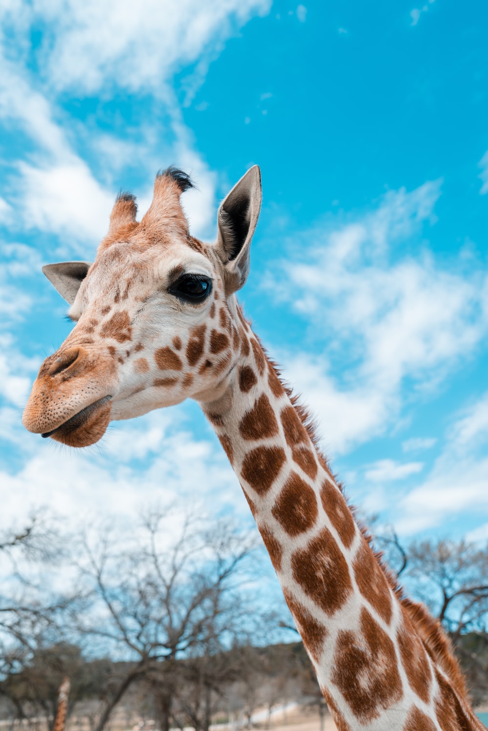 Cool Giraffe Wallpapers