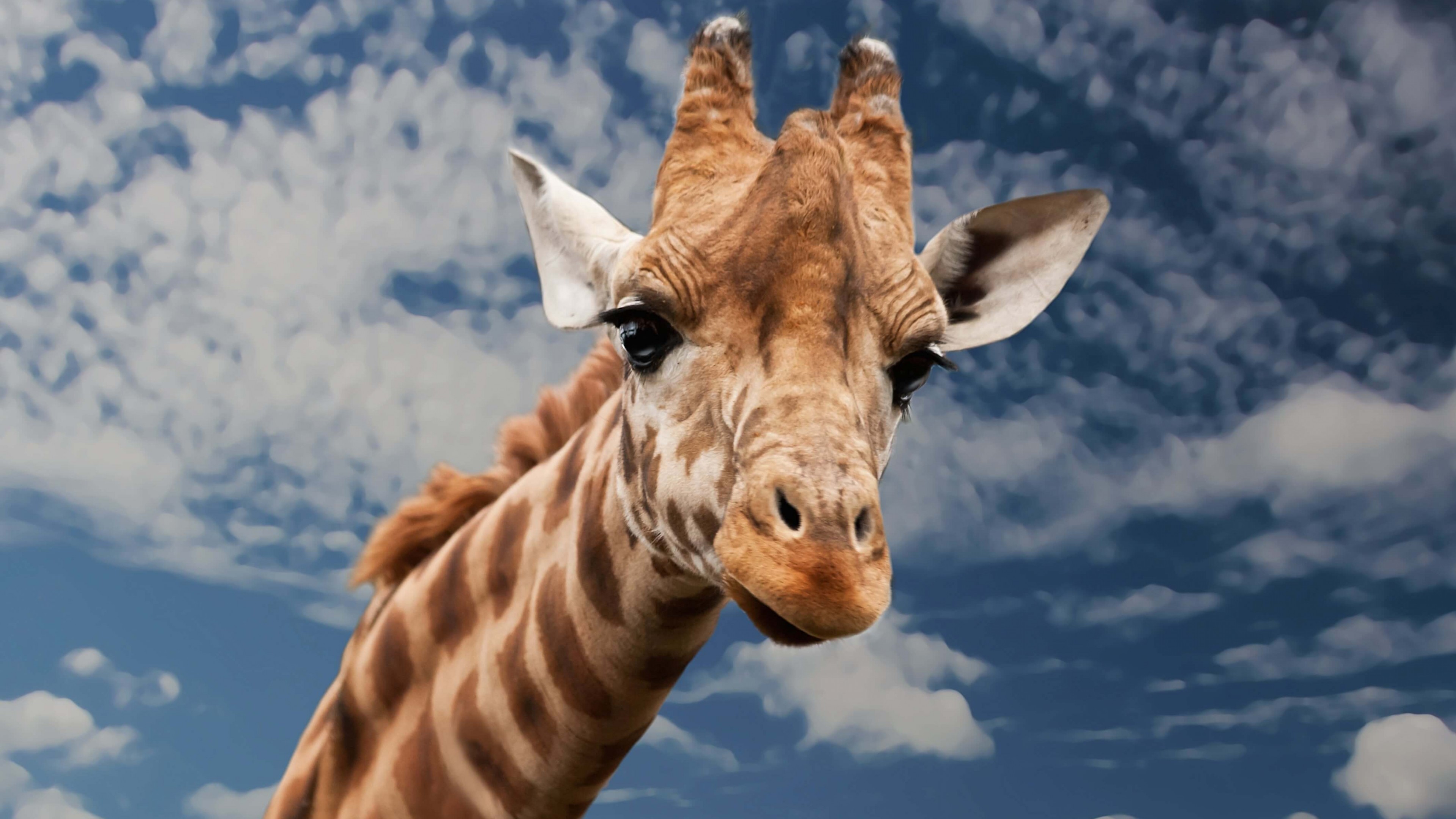 Cool Giraffe Wallpapers