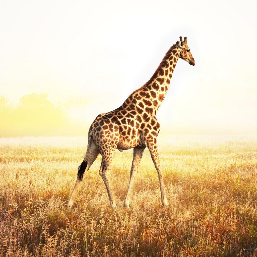 Cool Giraffe Wallpapers