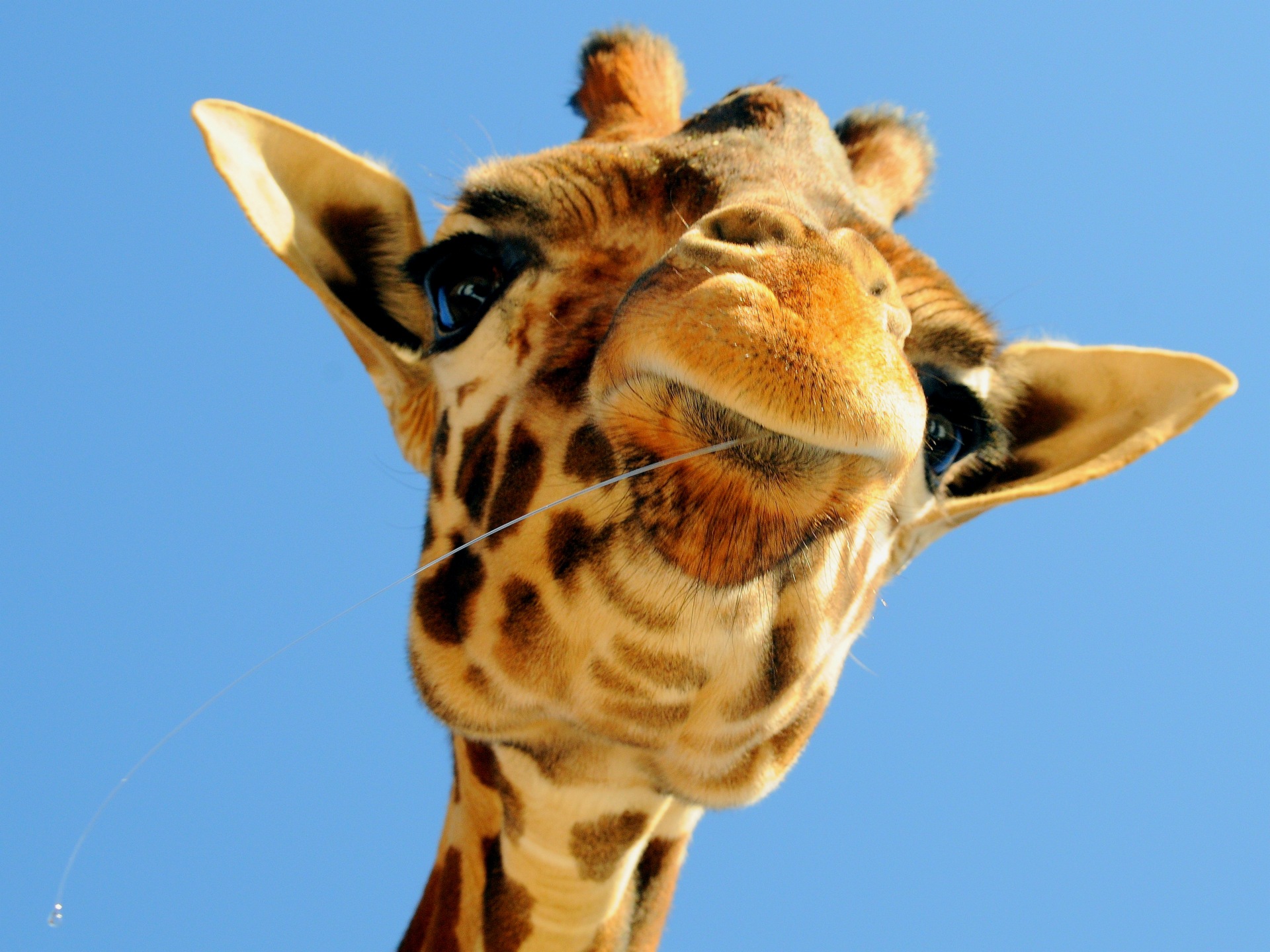 Cool Giraffe Wallpapers