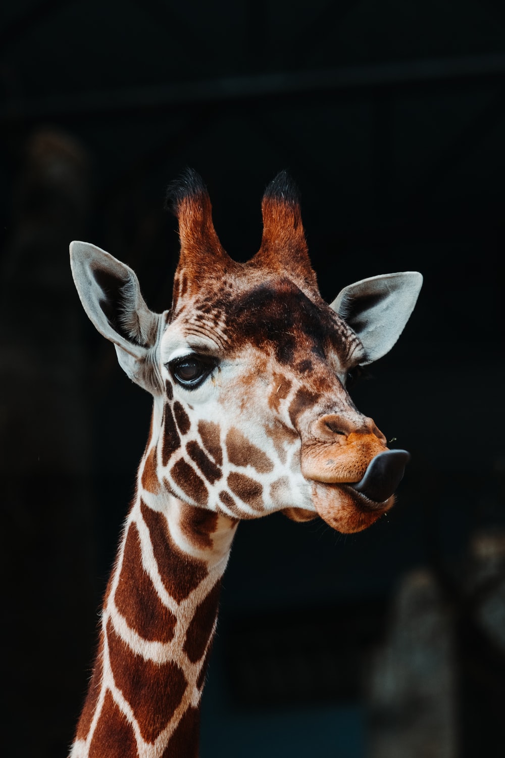 Cool Giraffe Wallpapers