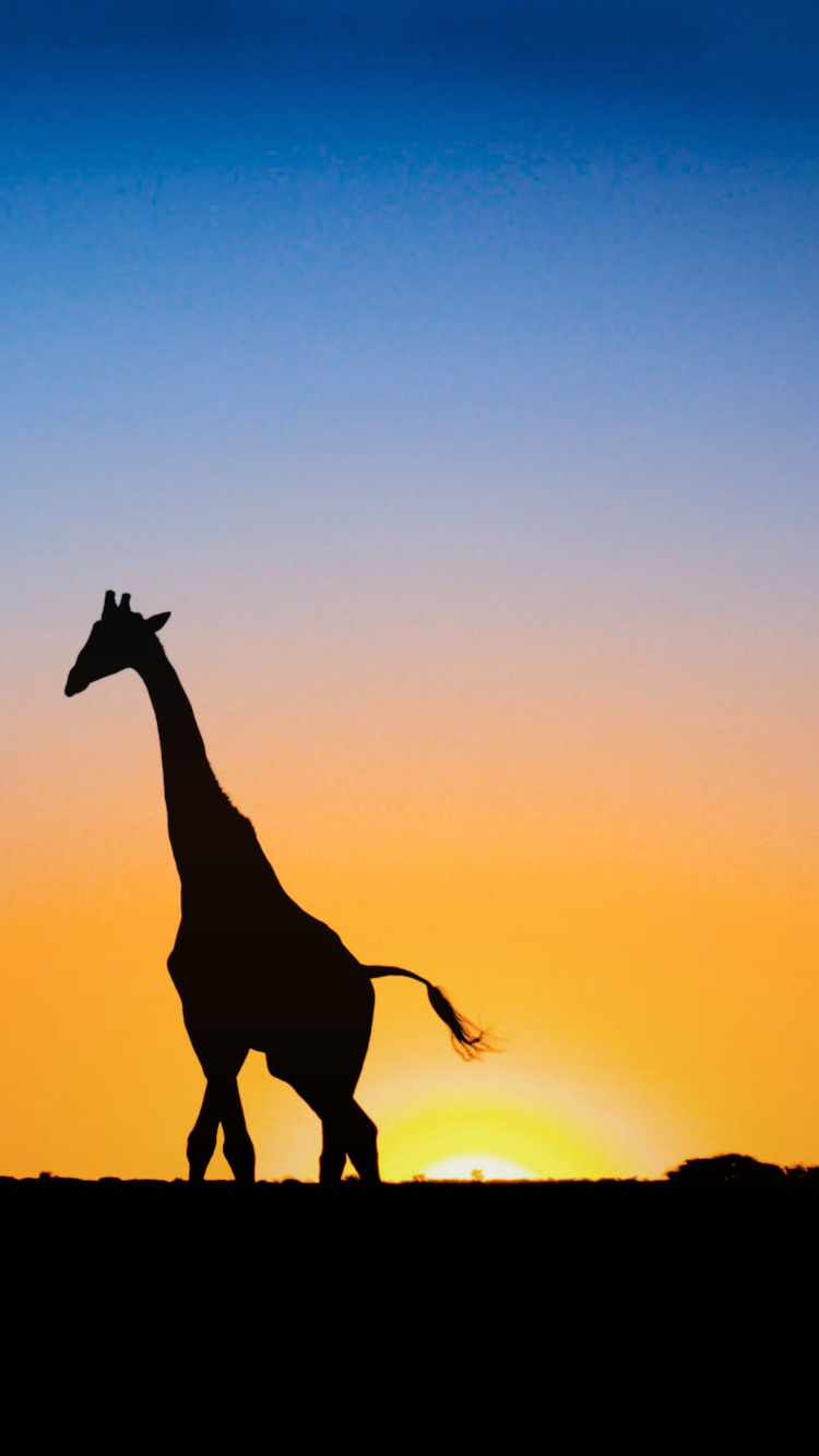 Cool Giraffe Wallpapers