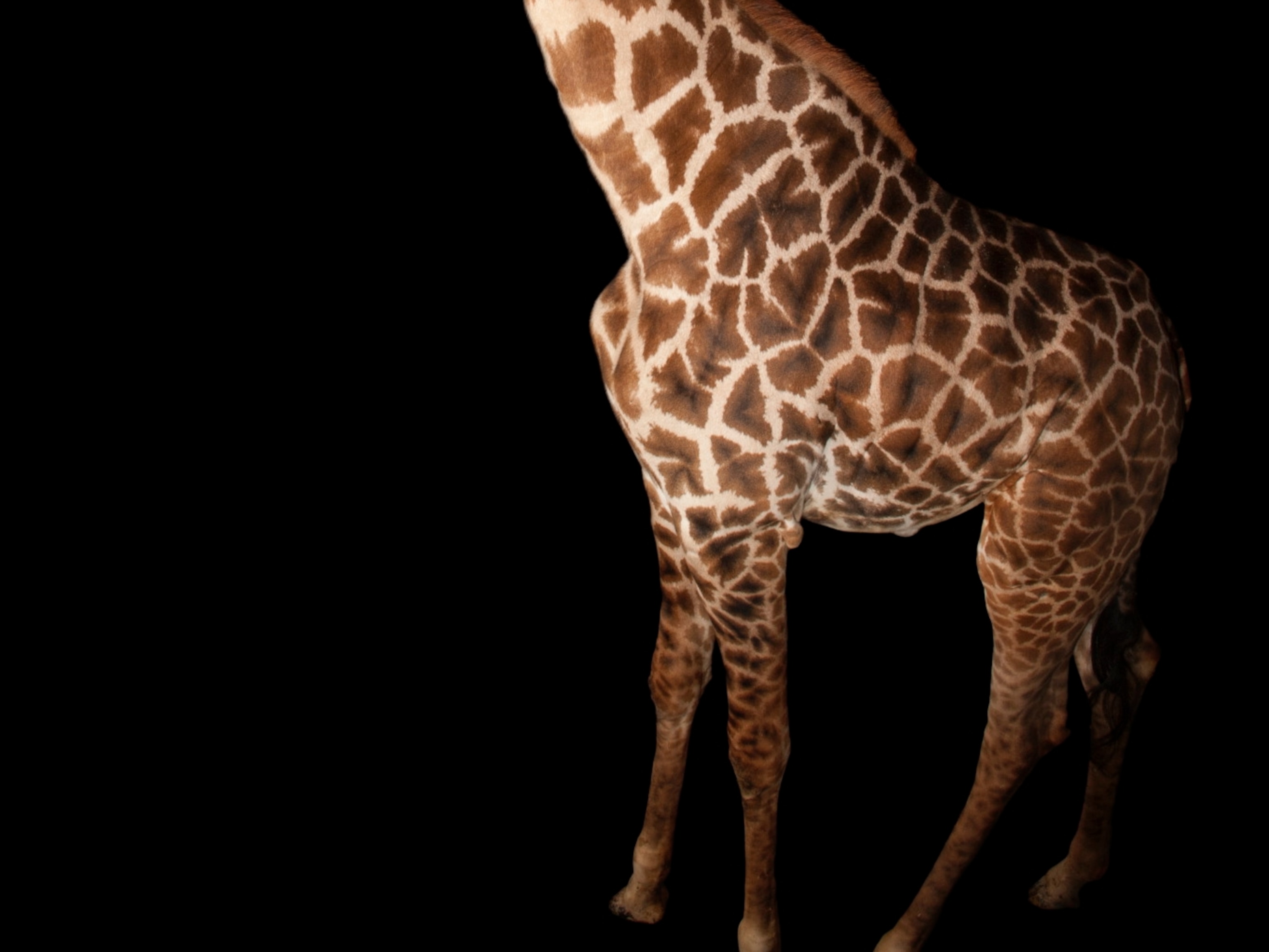 Cool Giraffe Wallpapers