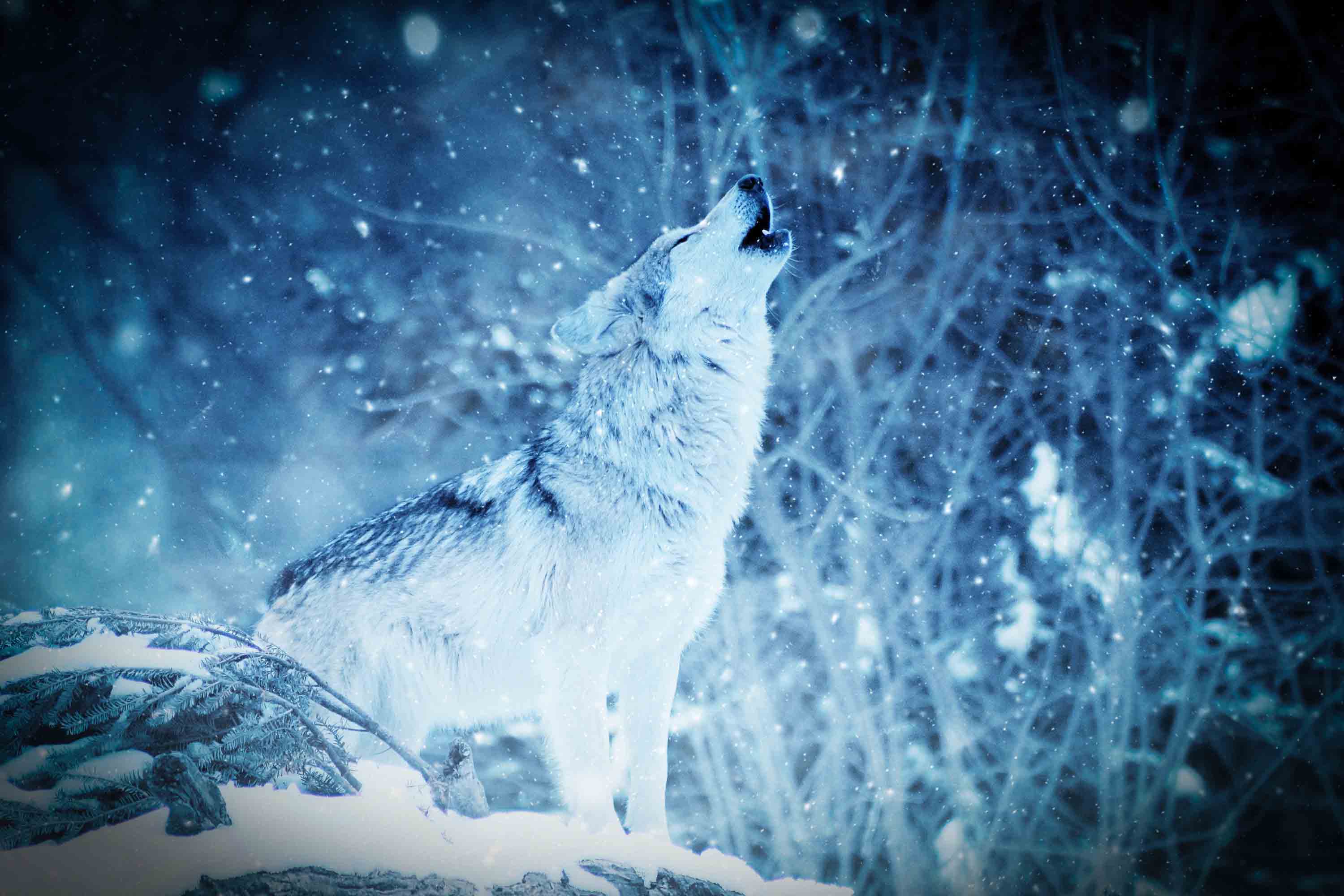 Cool Green Wolf Wallpapers