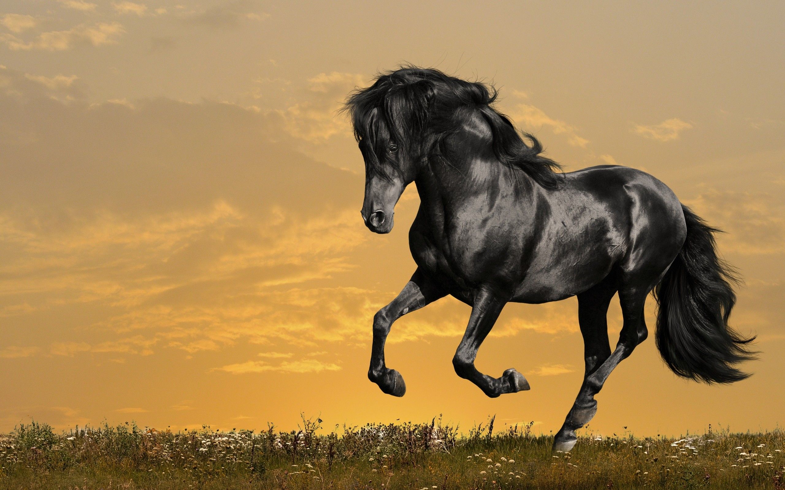 Cool Horse Desktop Wallpapers