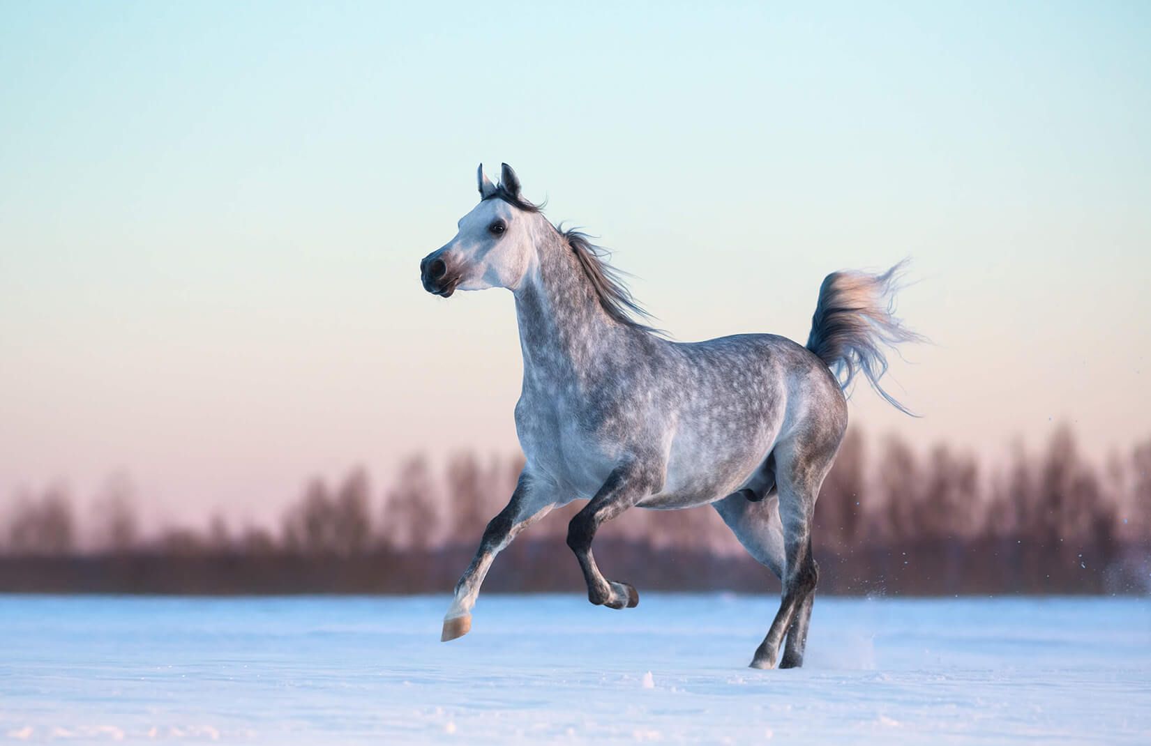 Cool Horse Desktop Wallpapers