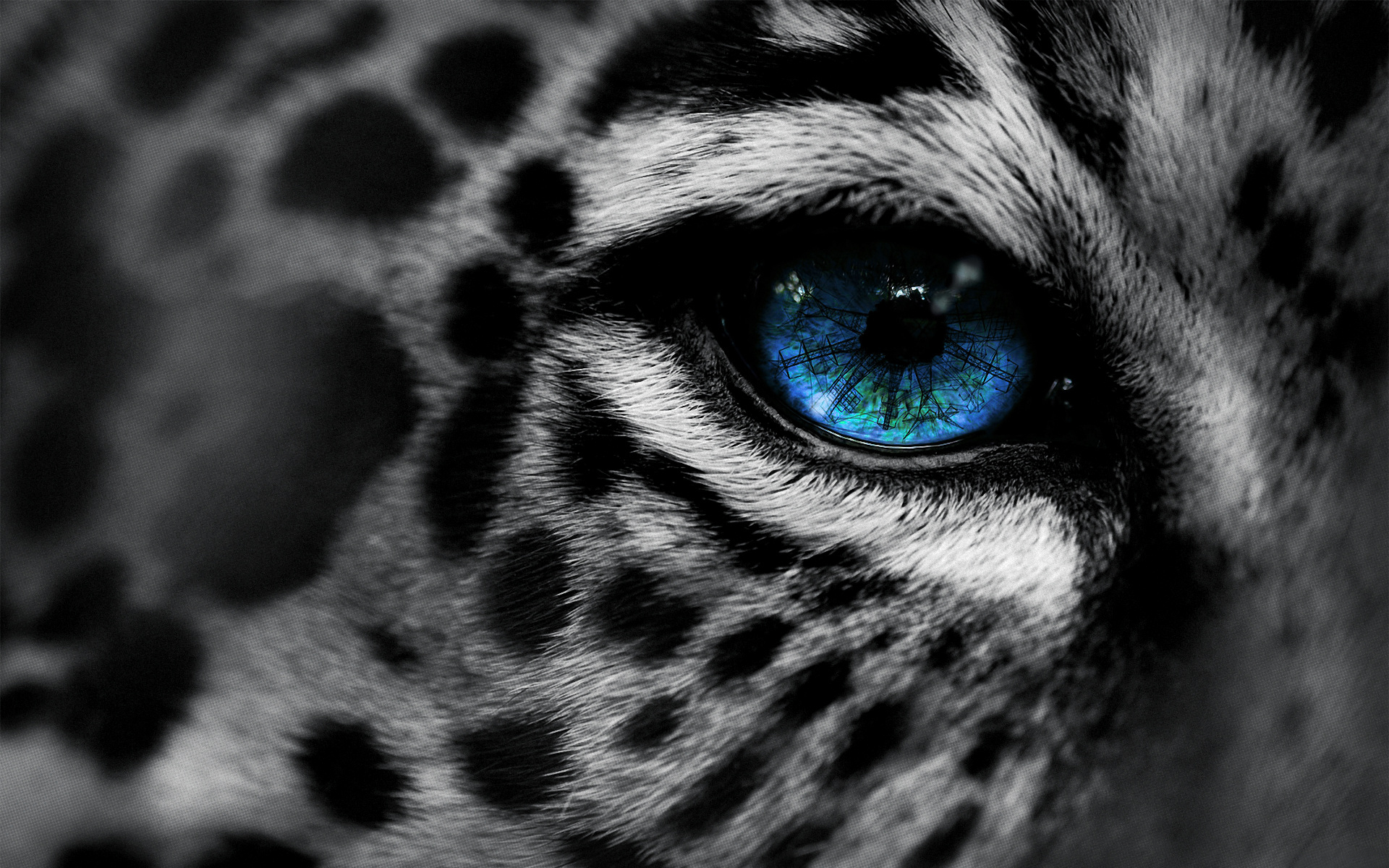 Cool Leopard Wallpapers