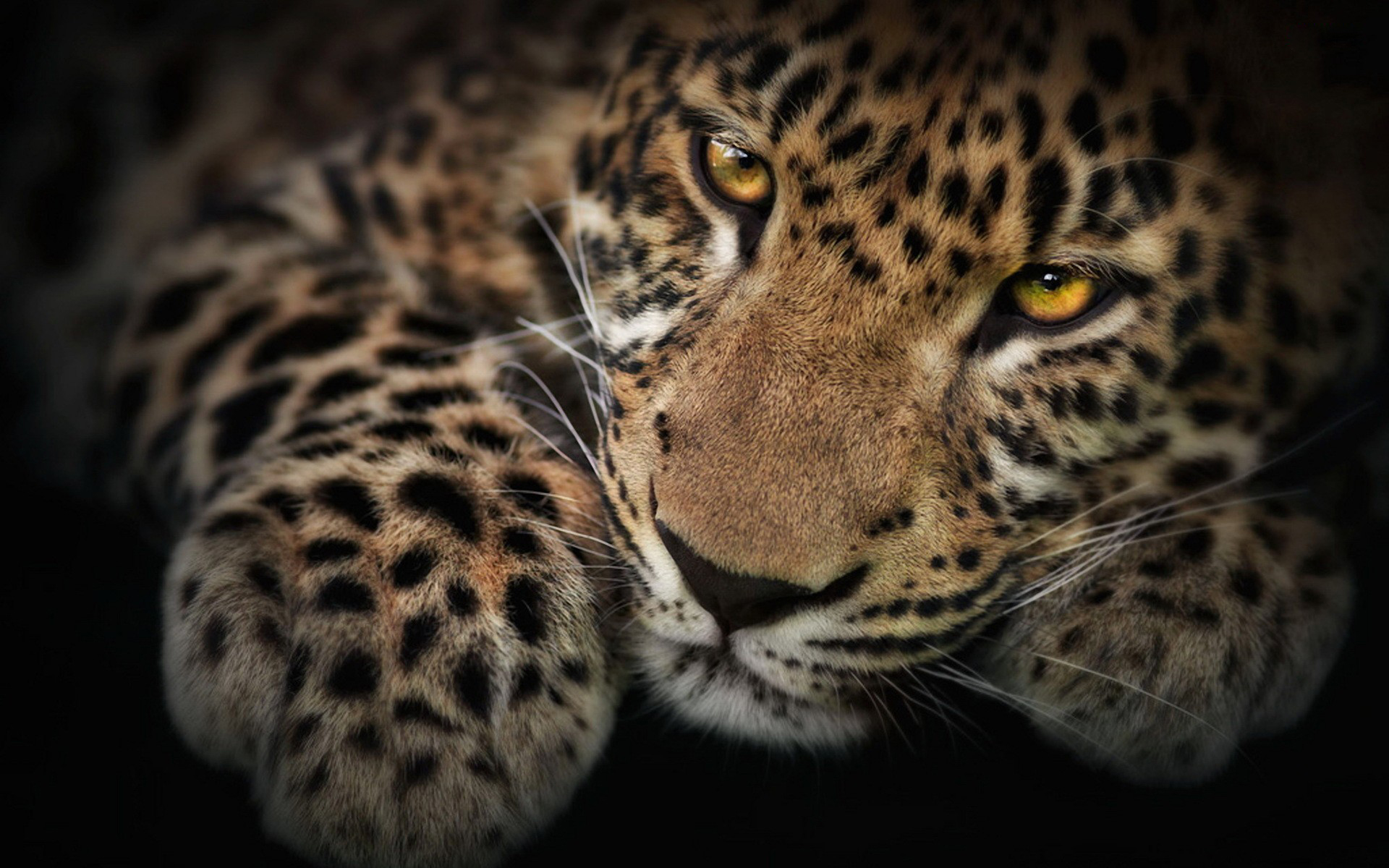 Cool Leopard Wallpapers