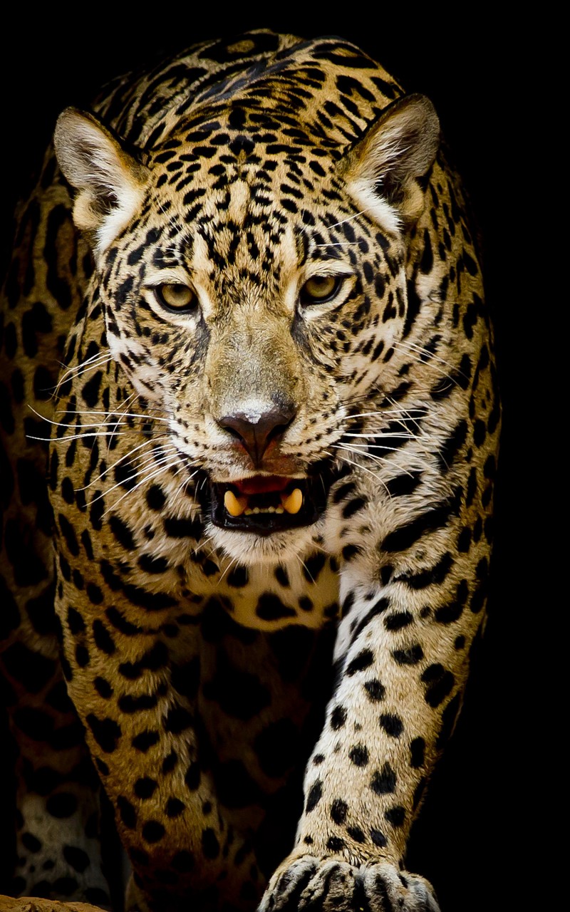 Cool Leopard Wallpapers