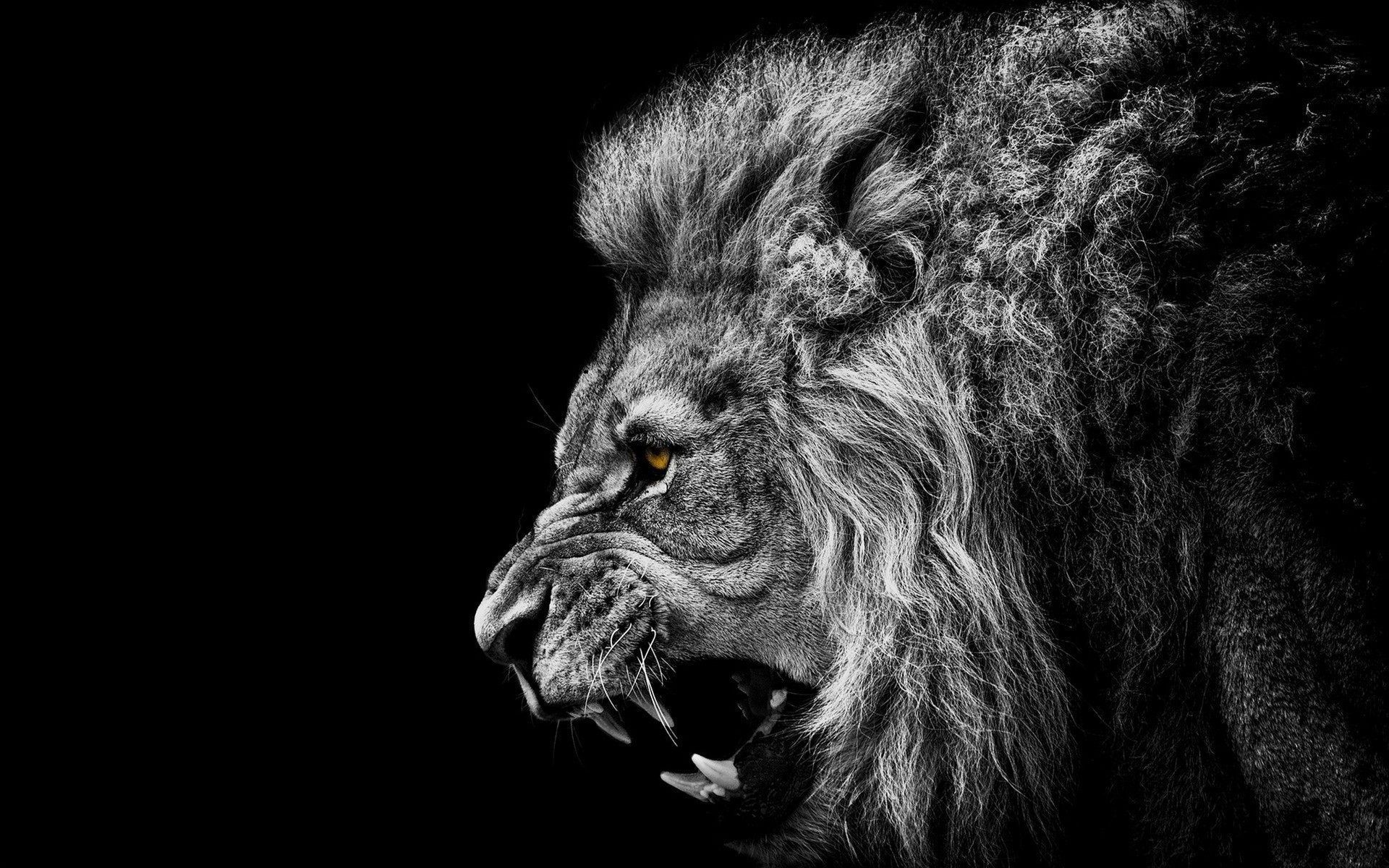 Cool Lion Wallpapers