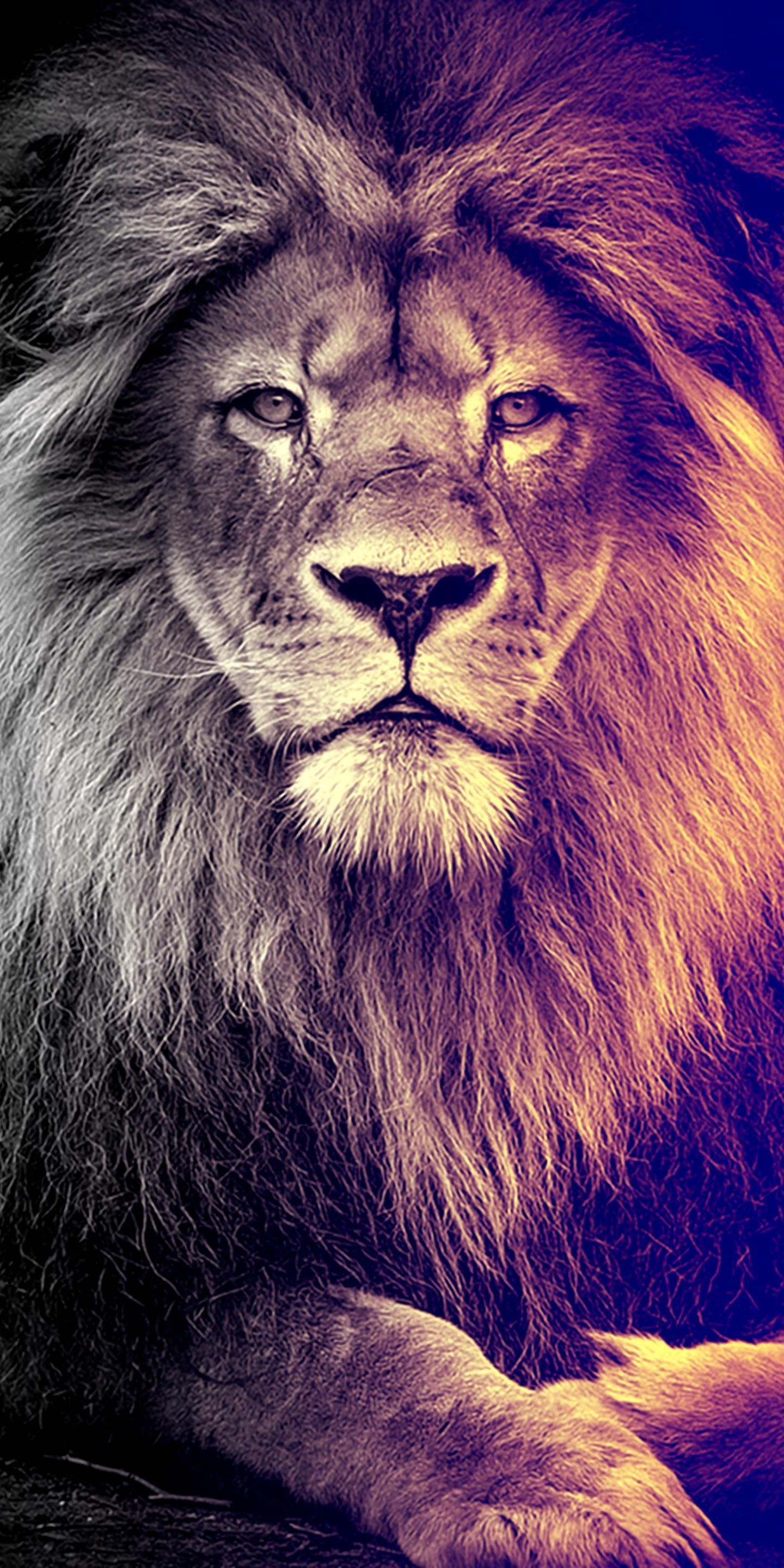 Cool Lion Wallpapers