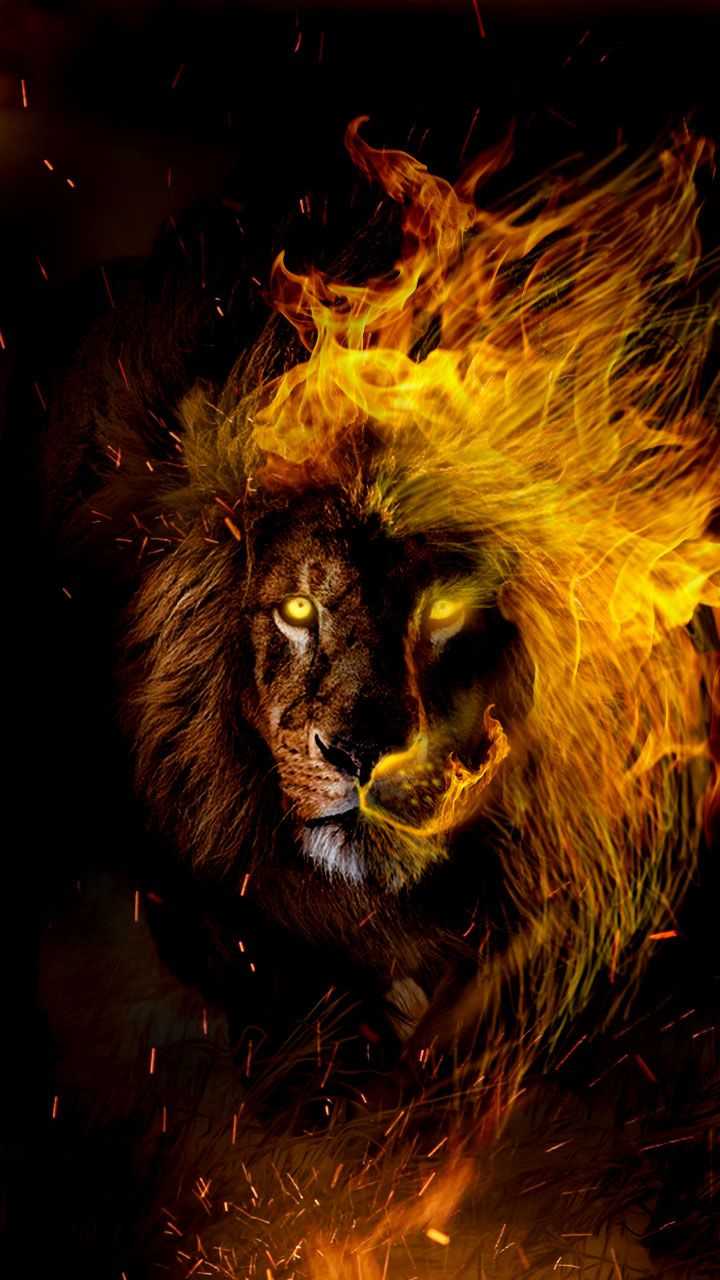 Cool Lion Wallpapers