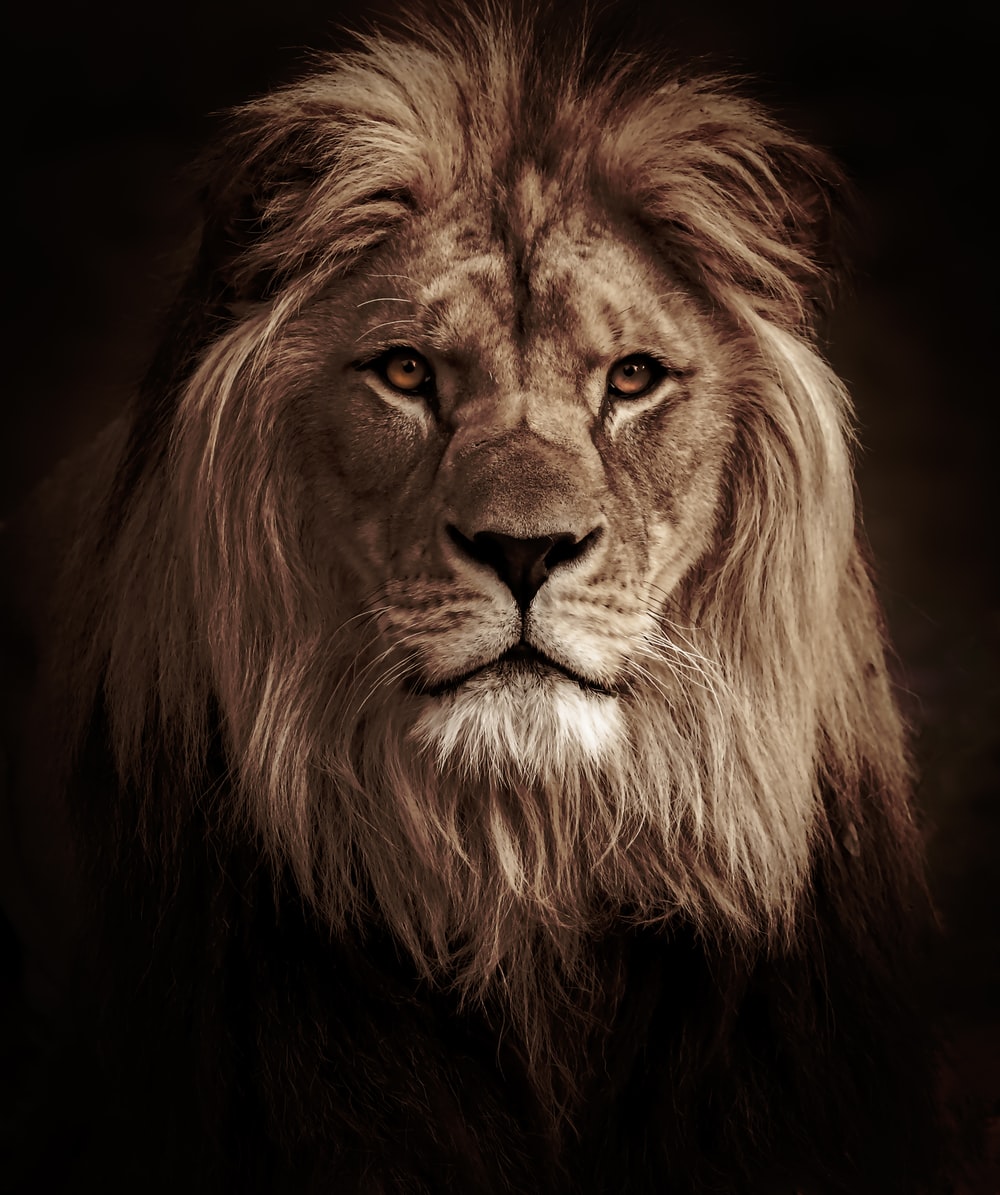 Cool Lion Wallpapers