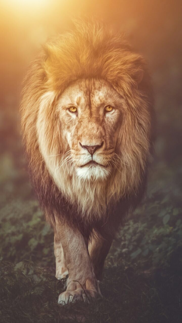 Cool Lion Wallpapers