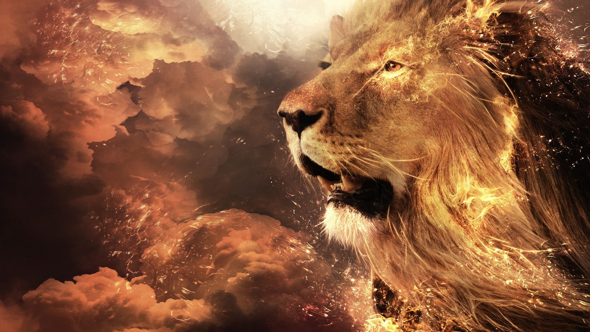 Cool Lion Wallpapers