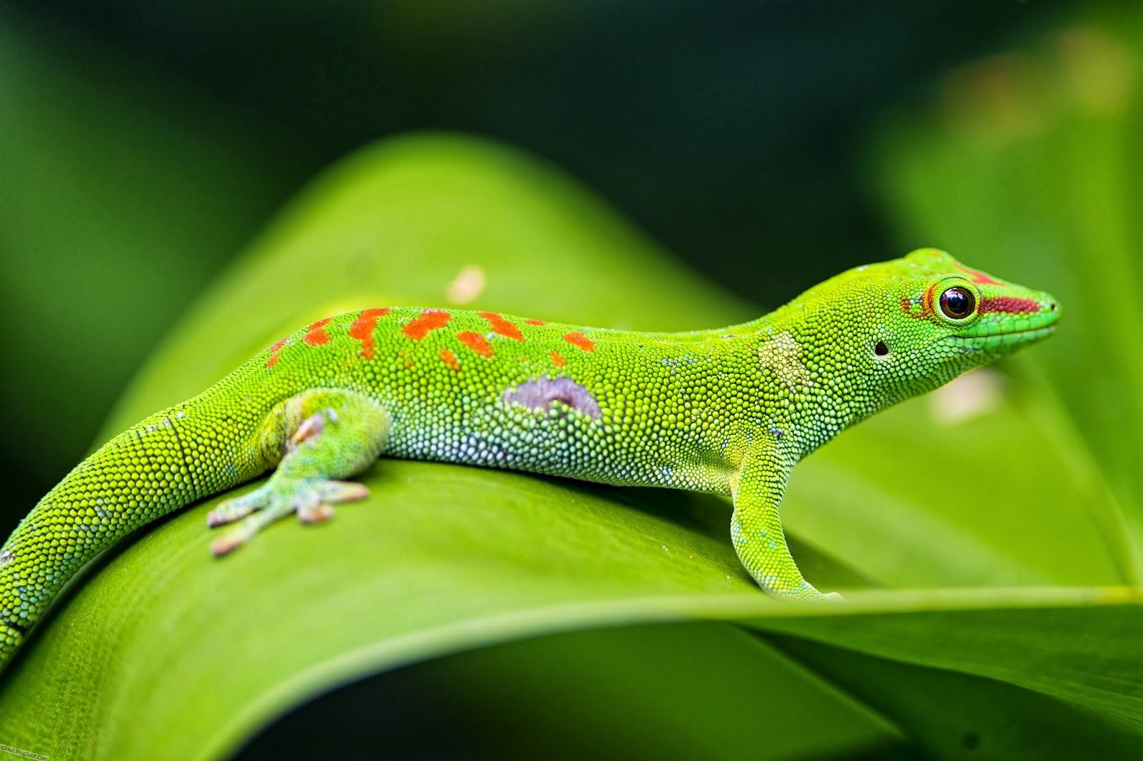 Cool Lizard Wallpapers