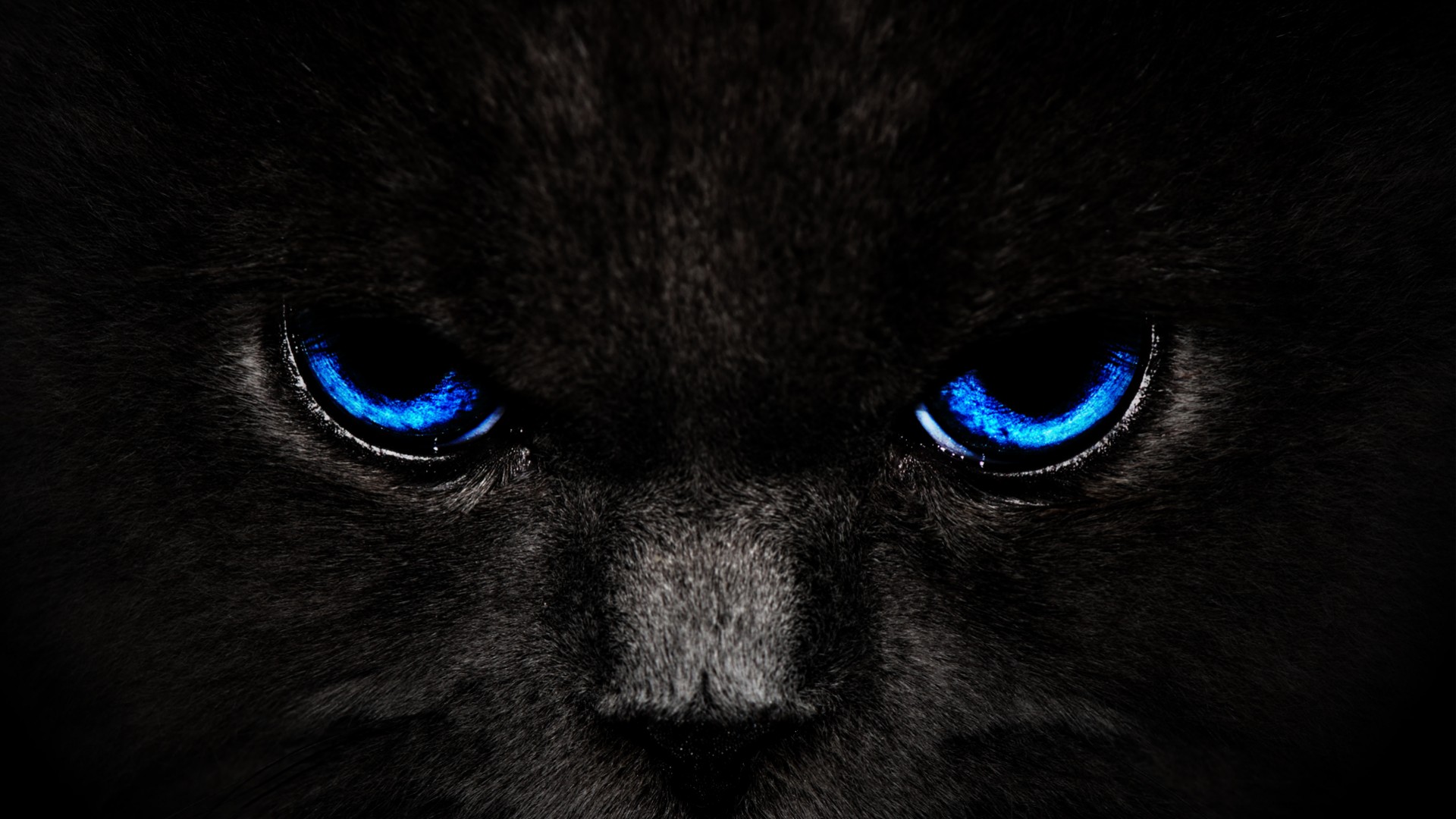 Cool Panther Wallpapers Wallpapers