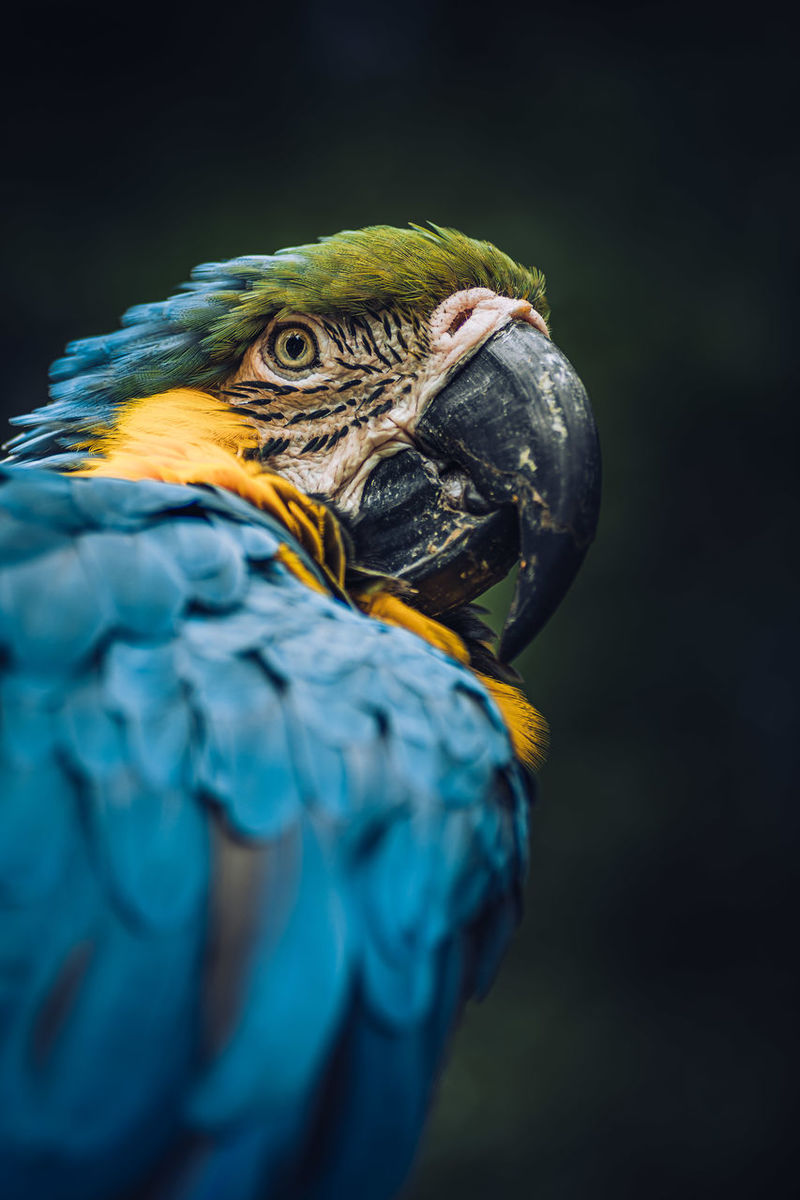 Cool Parrot Wallpapers