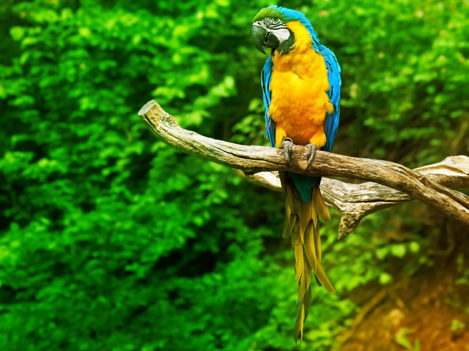 Cool Parrot Wallpapers