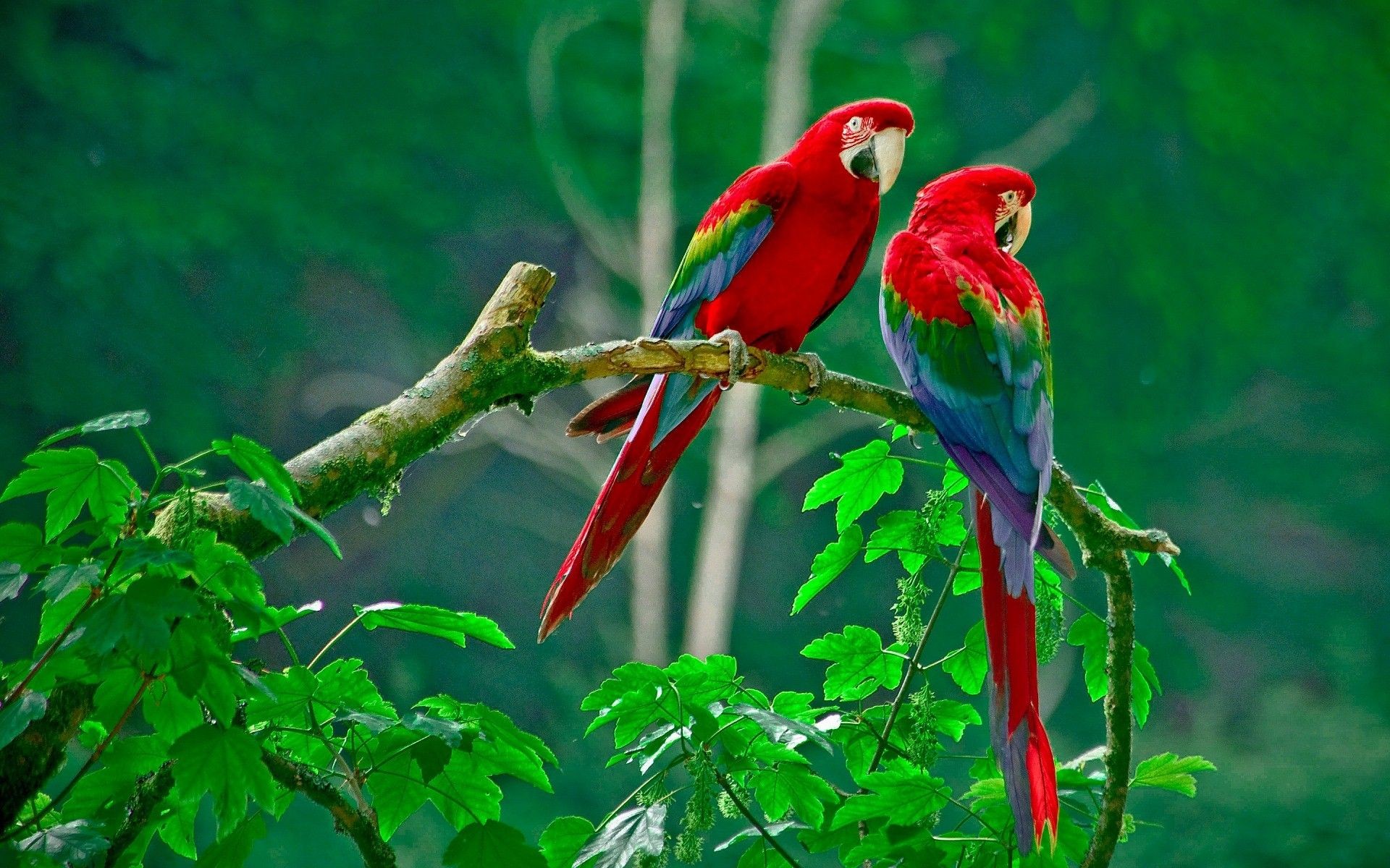 Cool Parrot Wallpapers