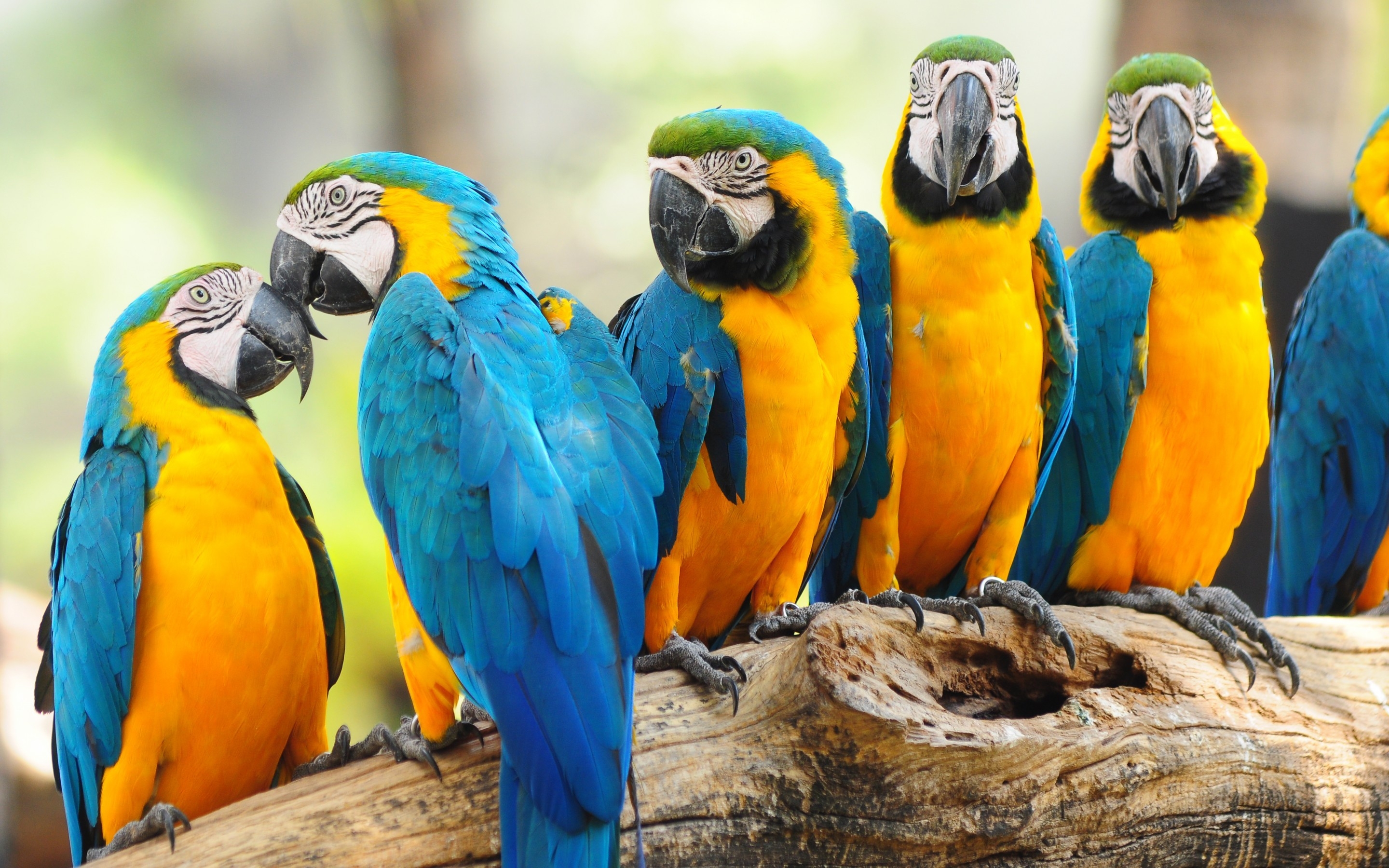 Cool Parrot Wallpapers