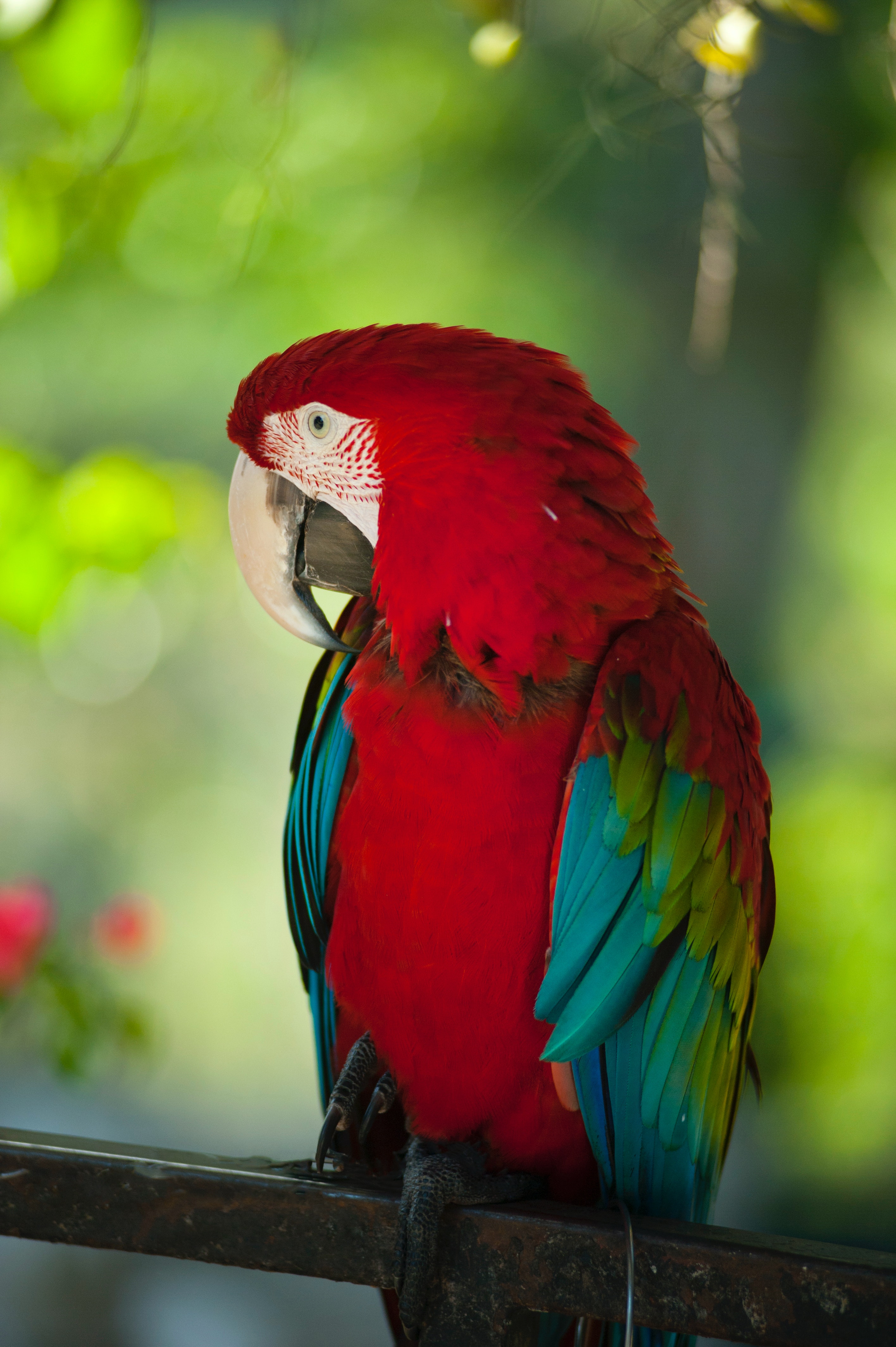 Cool Parrot Wallpapers