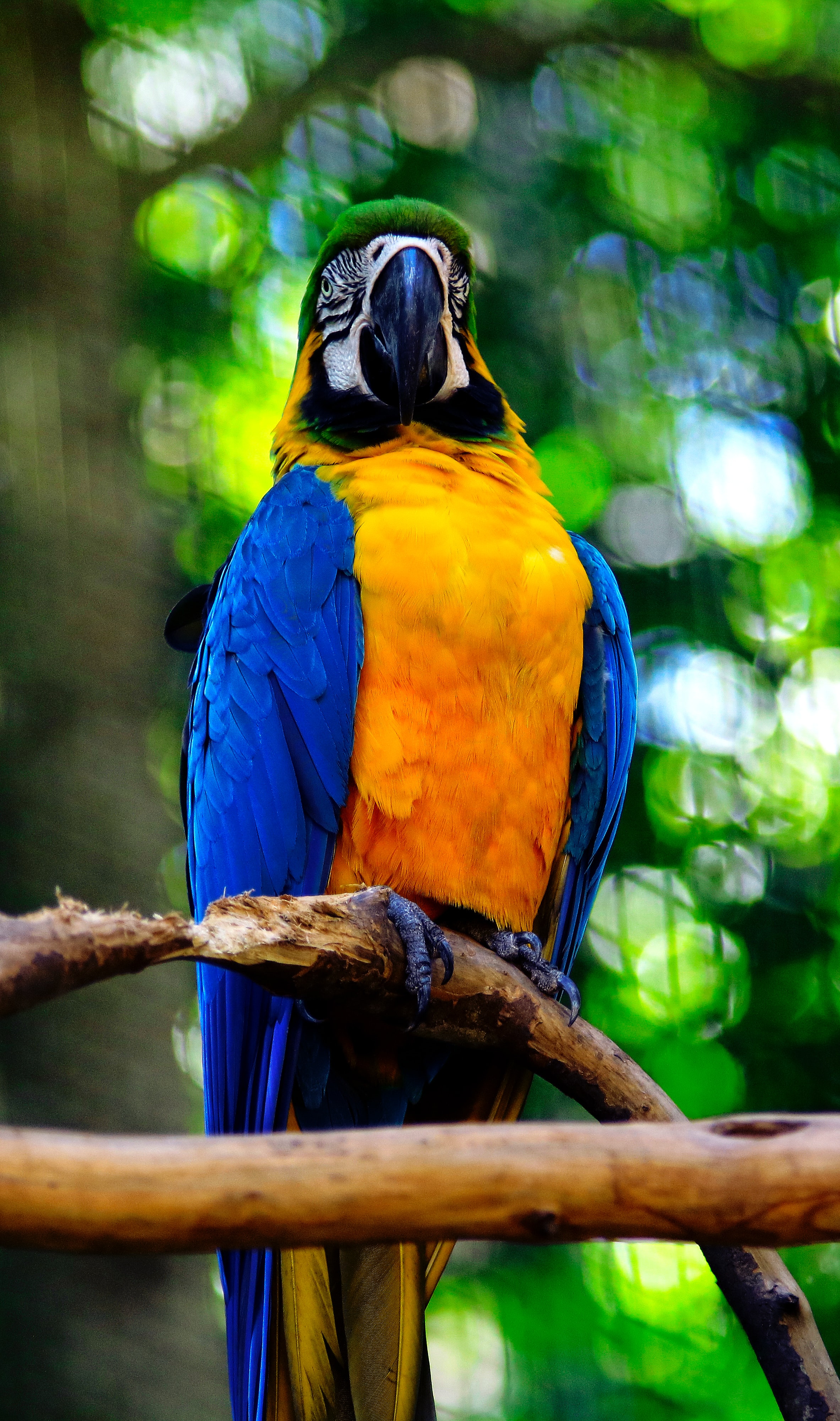Cool Parrot Wallpapers