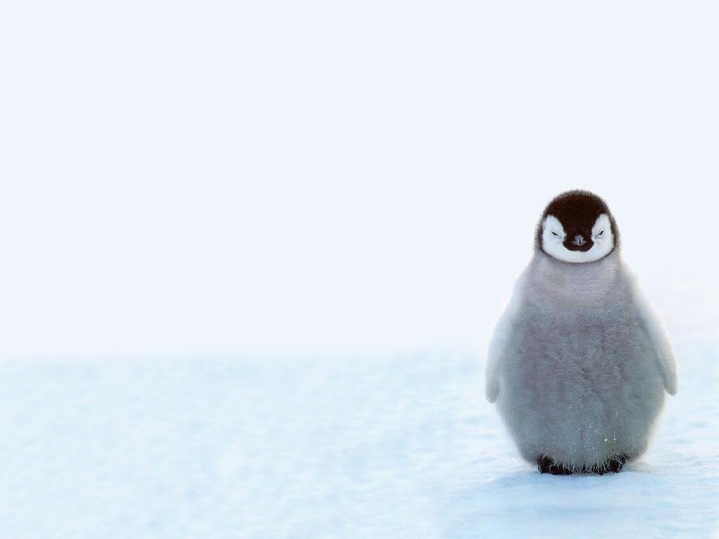 Cool Penguin Wallpapers