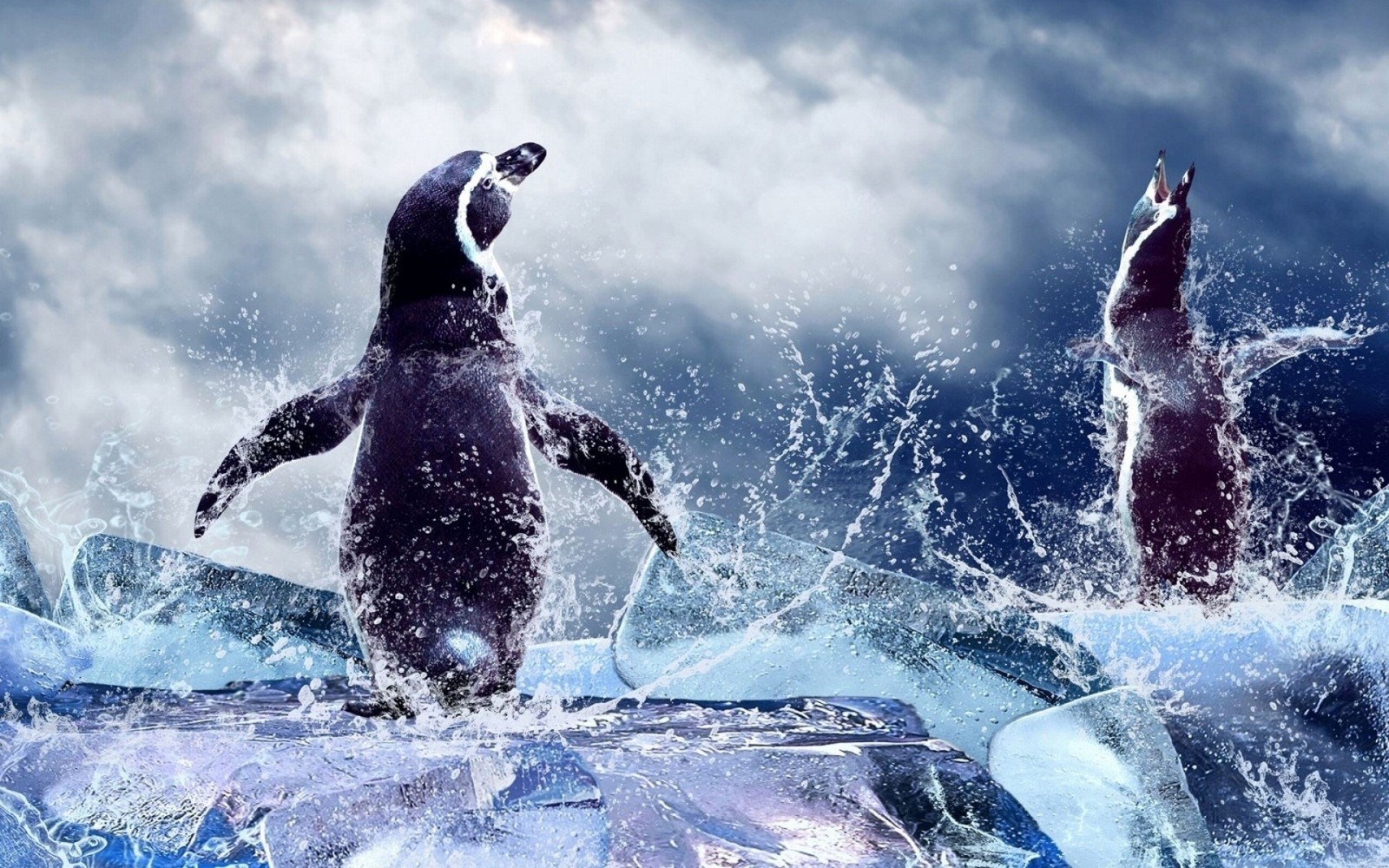 Cool Penguin Wallpapers