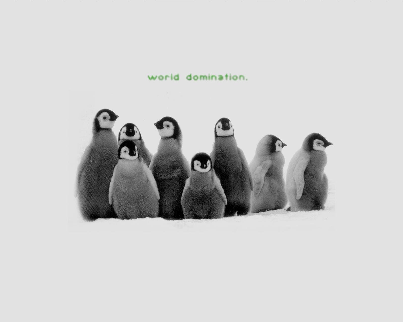 Cool Penguin Wallpapers