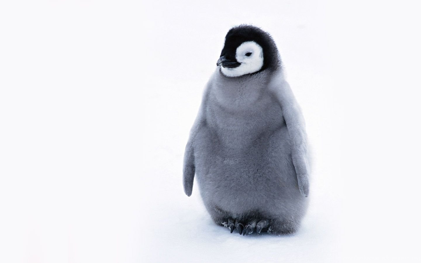 Cool Penguin Wallpapers