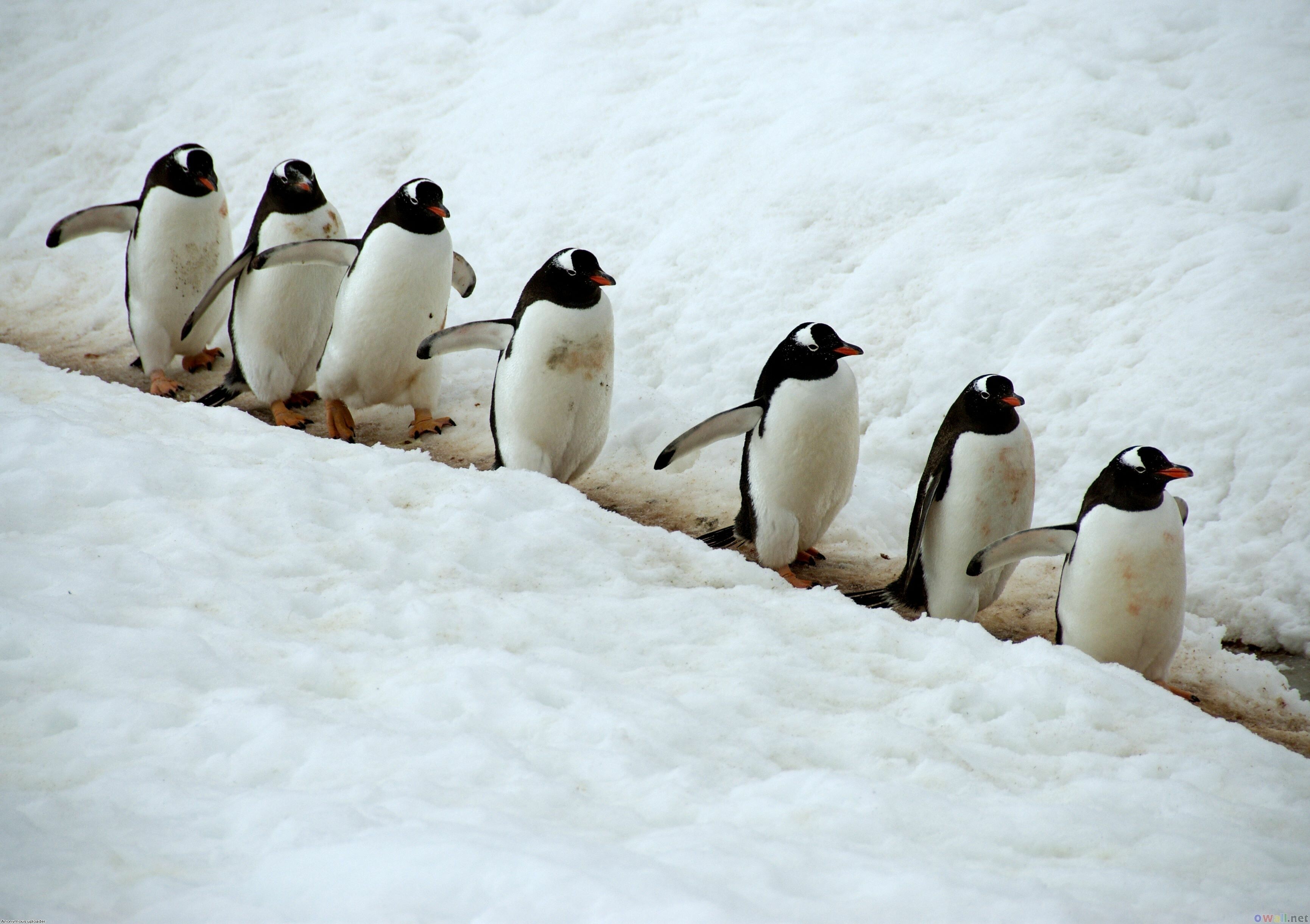 Cool Penguin Wallpapers