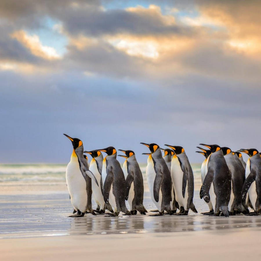 Cool Penguin Wallpapers