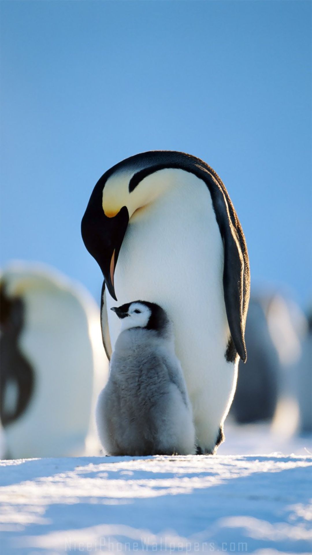 Cool Penguin Wallpapers