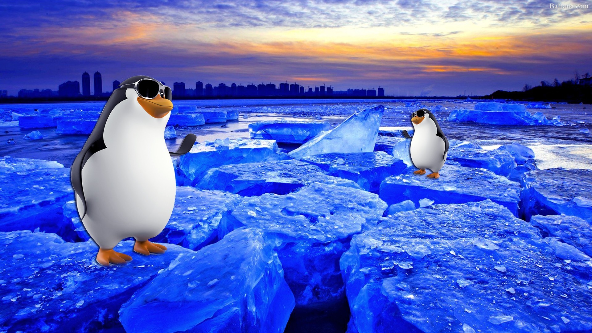 Cool Penguin Wallpapers