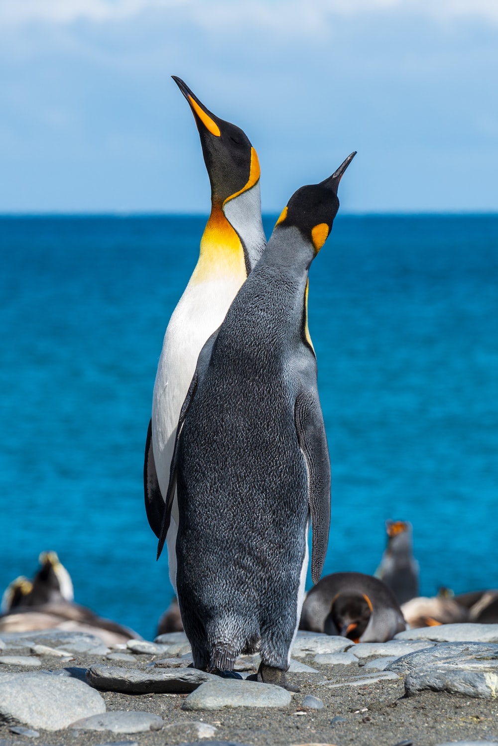 Cool Penguin Wallpapers