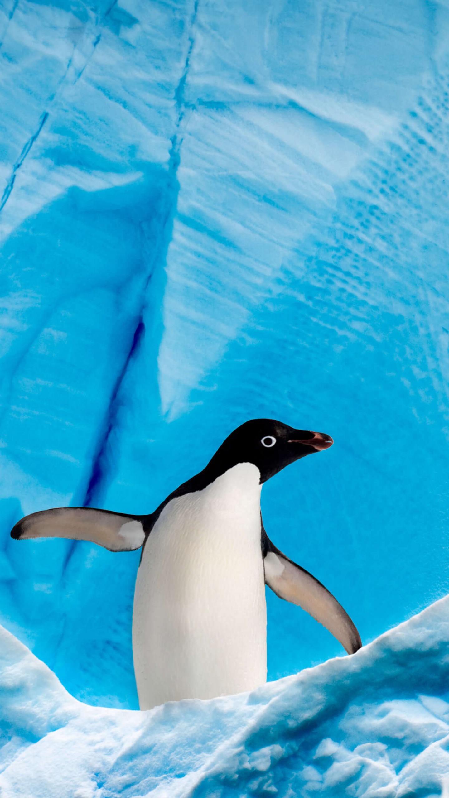 Cool Penguin Wallpapers