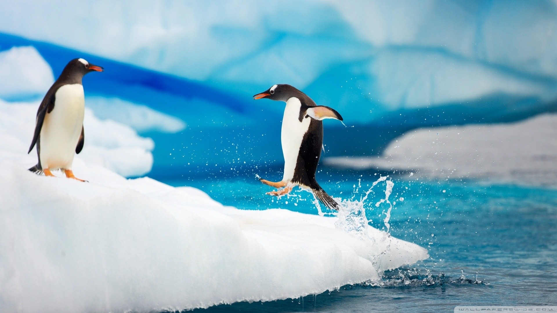 Cool Penguin Wallpapers